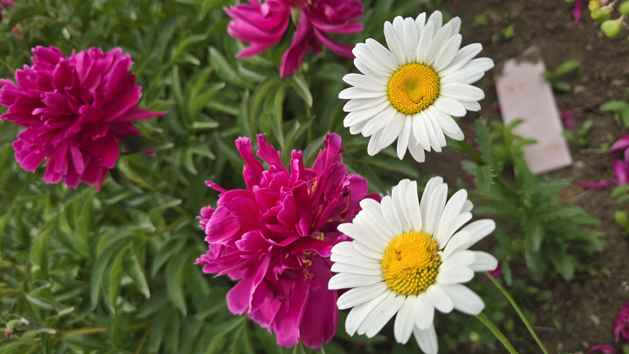 In a garden setting, two white daisies with yellow centers are in the foreground, with blurred pink peonies in the background. The daisies are positioned close together, with one slightly to the left and the other to the right. Their petals are spread open, and their centers are clearly visible. Behind them, the lush green foliage of the plants provides a soft, blurred backdrop. Several pink peony blooms are visible in varying degrees of focus, adding a vibrant splash of color to the scene. The ground beneath the flowers is a mix of soil and fallen petals. The overall impression is one of a colorful and serene garden.