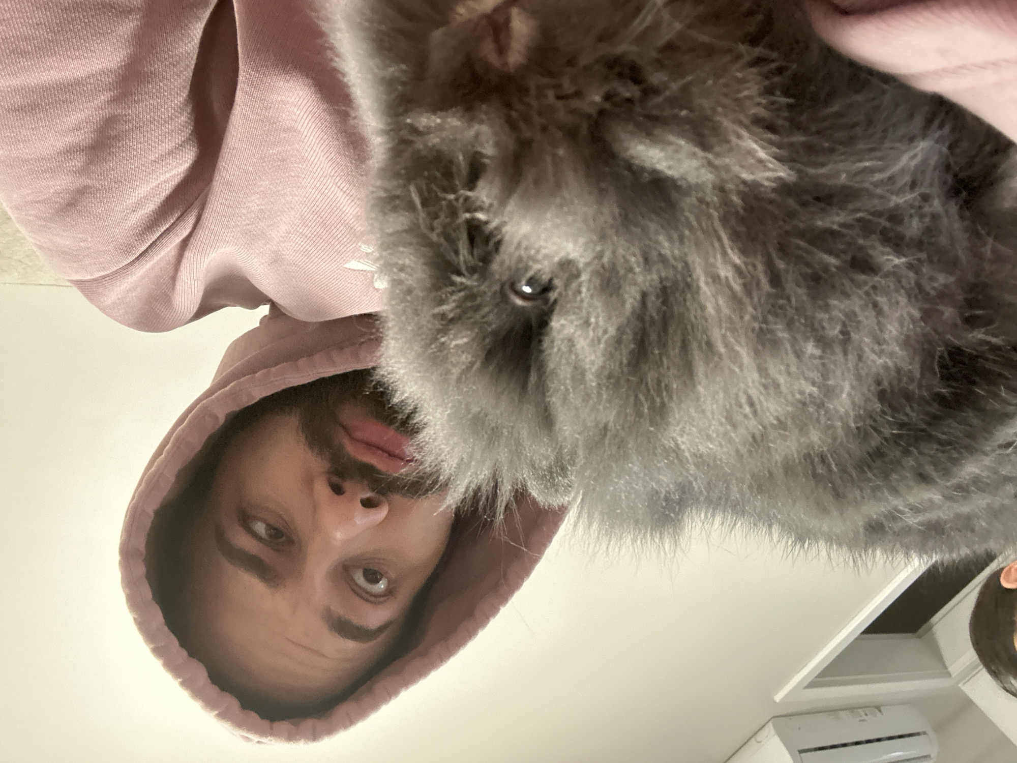 A low-angle shot depicts a person wearing a pink hoodie and holding a grey fluffy cat. The person has brown hair and a beard, and they are looking down at the camera. Part of the cat's face is visible, including one eye. The background is a white ceiling with a glimpse of what looks like an air conditioning unit and a cabinet. The image does not provide enough information to determine a location in Sofia, Bulgaria.