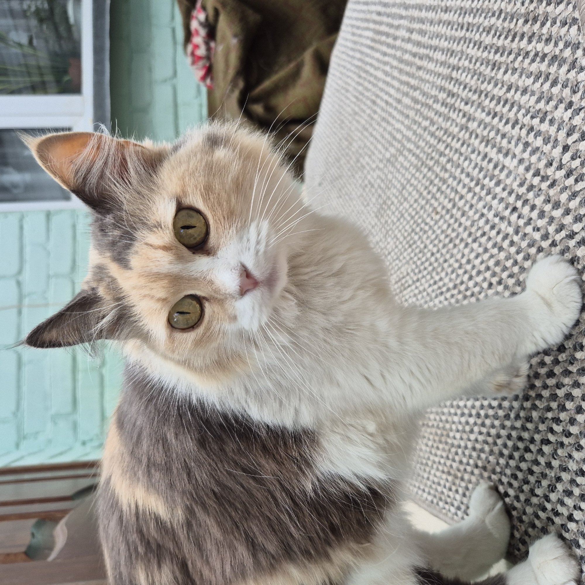 A tortoiseshell cat with patches of white, brown, and orange fur stands on a textured grey and white rug. The cat's eyes are a vibrant green, and its ears are pointed and alert. In the background, a light green brick wall is visible, with a window and a blurred figure of a person or object. The scene appears to be outdoors, possibly in a yard or patio area. The location is identified as Liski, Russia.