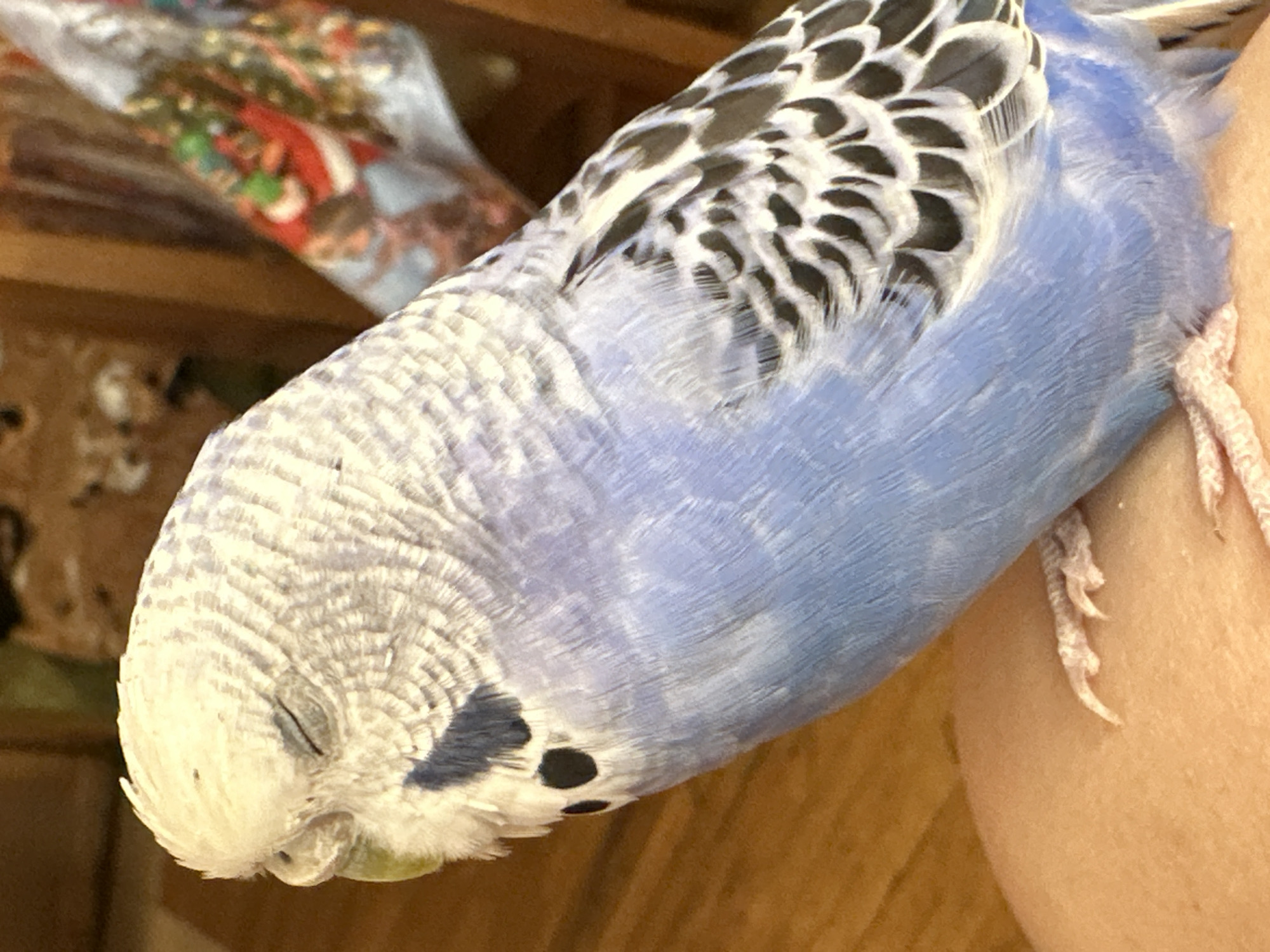 A light blue and white budgerigar is perched on a person's leg, with its eyes closed. The bird is facing left and appears to be sleeping. The background is blurred, but suggests an indoor setting with wooden furniture and a decorative cloth with a Christmas theme. The budgerigar's feathers are a mix of pale blue, white, and black, with intricate wave-like patterns. Its feet are visible, gripping the skin of the leg. The image is taken from a close-up perspective, focusing on the bird.