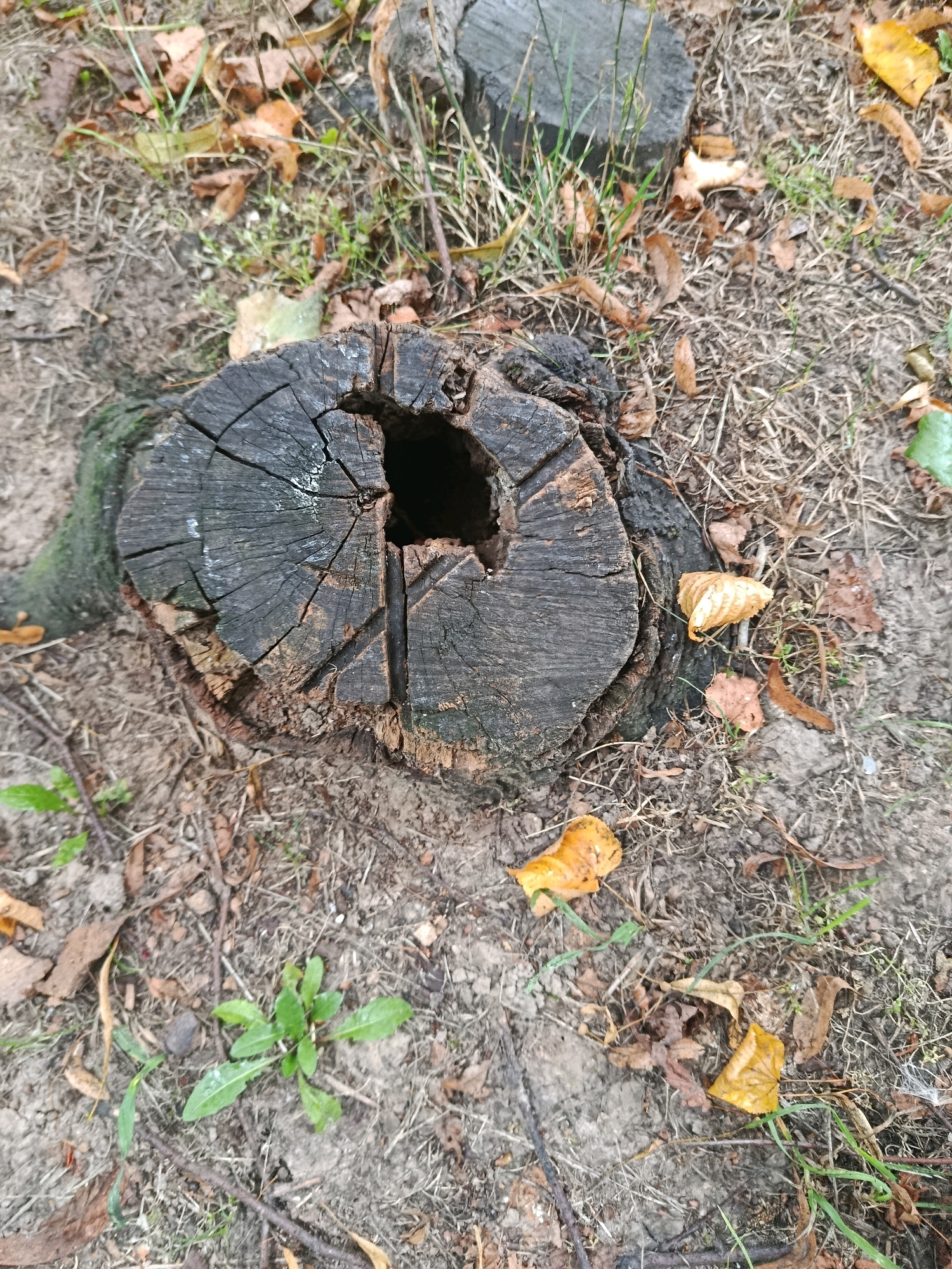 The image shows a close-up, overhead view of a weathered, dark brown tree stump with a hollow center, positioned on the ground in a natural environment. The stump is surrounded by dry grass, fallen brown and yellow leaves, and some green vegetation. The ground appears to be a mix of soil and detritus. The lighting suggests it is daytime, possibly overcast. There are no people or visible animals in the frame. The scene is static and appears to be outdoors in a wooded or park-like area.