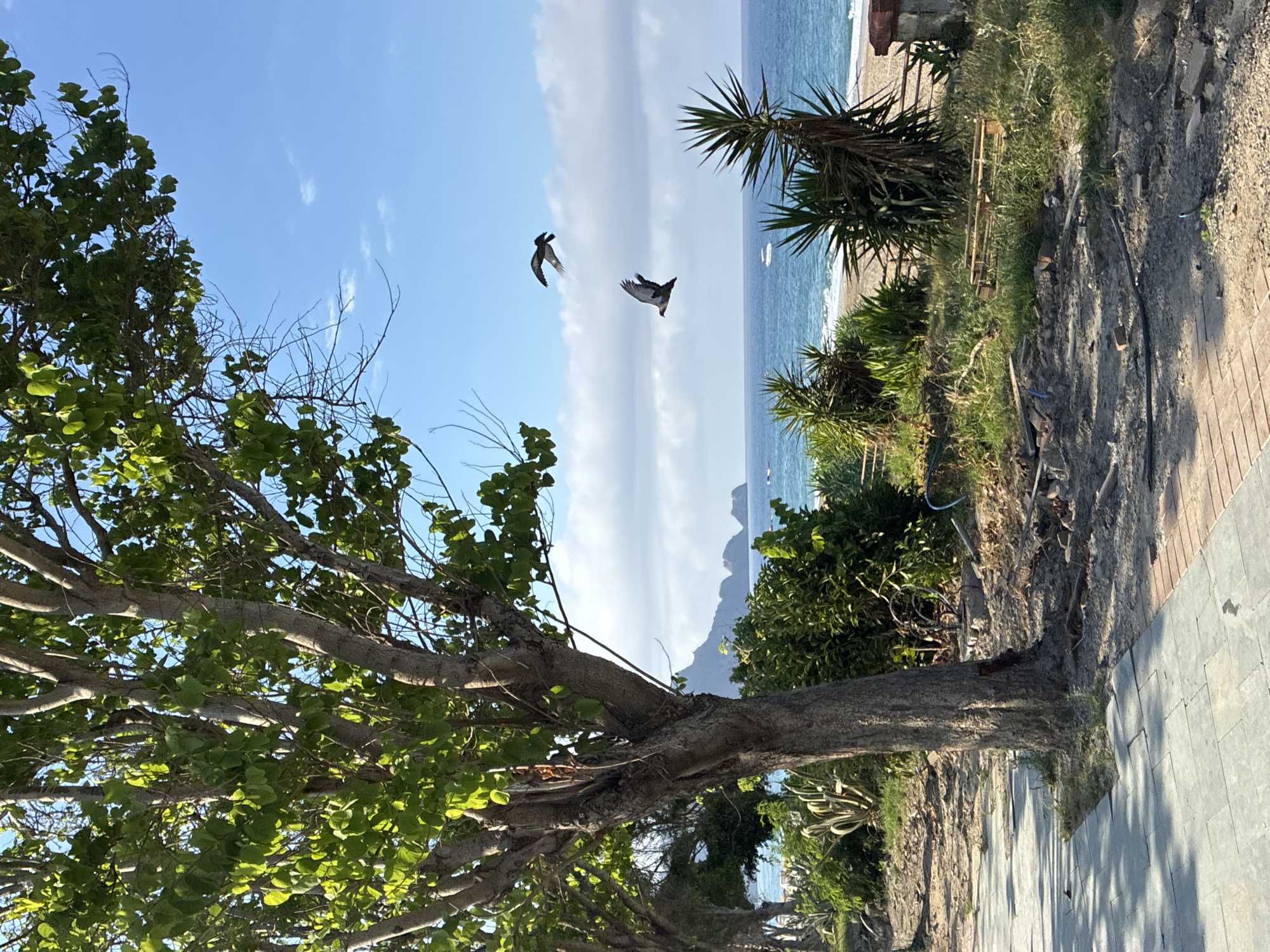 The image depicts a coastal scene with a paved walkway in the foreground. A large tree with green leaves is prominent on the left, casting shadows on the walkway. Beyond the walkway, there is a sandy beach bordering the blue sea under a clear sky with scattered clouds. Two birds are captured in flight above the water. Lush green vegetation, including palm-like plants and bushes, lines the area between the walkway and the beach. In the distance, mountainous landmasses rise from the sea. A small white boat is visible on the water. The scene appears to be a public area, possibly a park or promenade, in a coastal city. The overall impression is one of natural beauty and tranquility.