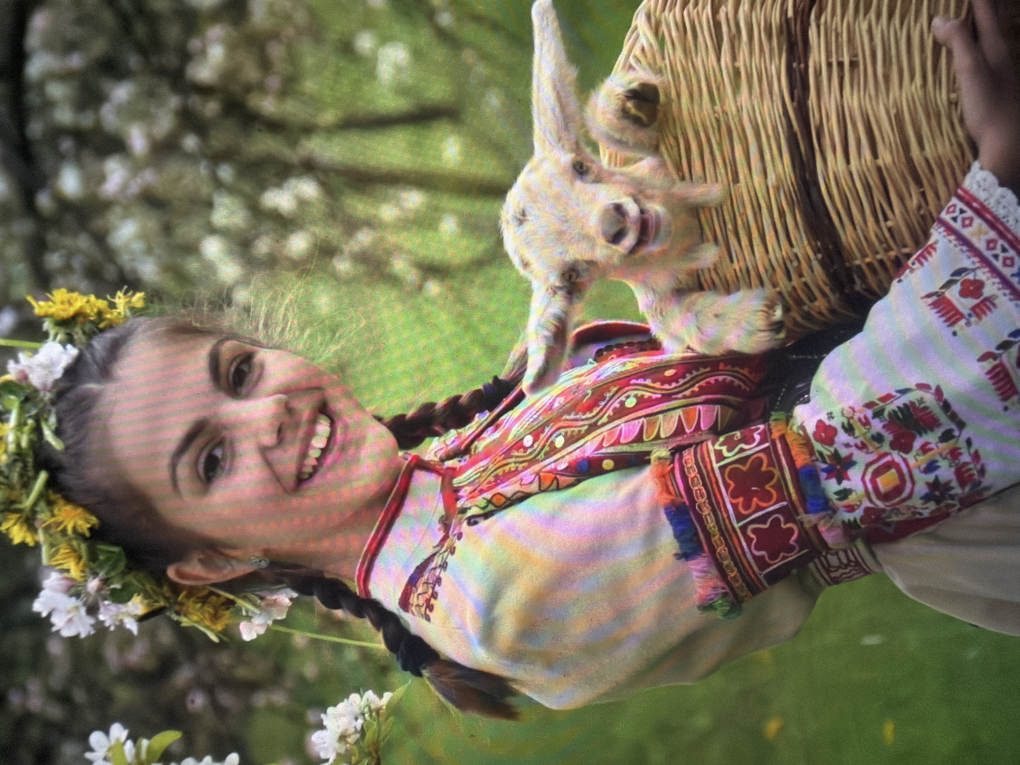 The image captures a young female and a baby goat in an outdoor, vegetated setting, specified as being in the city of Shumen, Bulgaria. The female, positioned to the left and angled towards the right, has dark hair styled in two braids and wears a wreath of white blossoms and yellow dandelions. She is smiling broadly, revealing her teeth, and looks directly at the viewer. Her attire consists of a traditional long-sleeved blouse, primarily light-colored, with a high collar and extensive, vibrant multi-colored embroidery featuring geometric and floral patterns on the collar, upper torso, and cuffs. The embroidery includes hues of red, orange, pink, blue, green, and black. A red trim is present around the collar. She supports a large, round, woven wicker basket at her side. Inside the basket, a light-colored baby goat with prominent ears and developing horns rests its front legs and head on the basket's rim, exhibiting an expression that mirrors the female's smile. The background is softly blurred, displaying green foliage and white blossoms on trees, consistent with an orchard or garden environment during springtime. The scene is illuminated by natural light.
