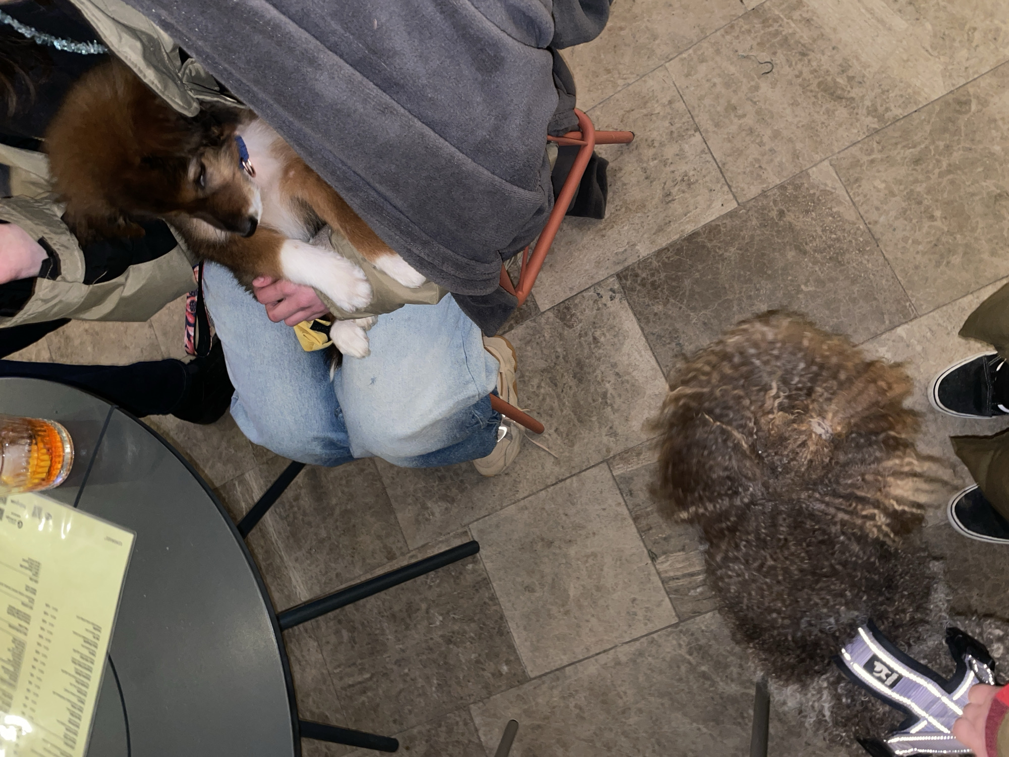 A high-angle shot shows an indoor scene at what appears to be a restaurant or bar. The floor is tiled. A young brown-and-white puppy with a blue collar is being held in a person's lap. The person is wearing light-wash jeans and sneakers. Another dog, with dark, curly fur, stands on the floor to the right. Near the bottom left corner, there's a portion of a round table with a menu and a glass of liquid. Another person wearing black sneakers and olive pants can be seen in the upper-right portion. The location appears to be indoors at an establishment possibly in Bečići, Montenegro.