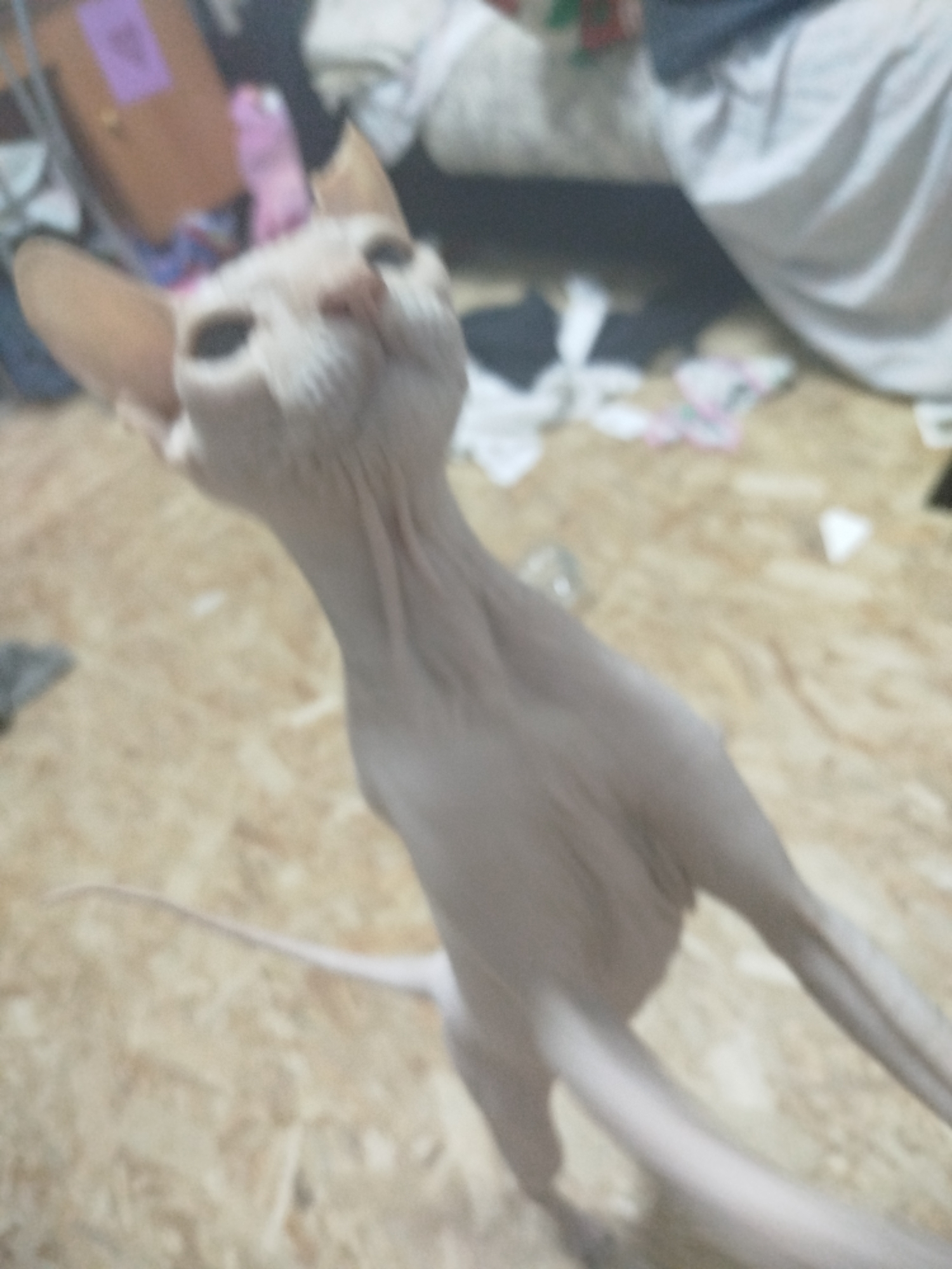 The image shows a light-colored Sphynx cat with large ears standing on a light-brown, textured floor. The cat is looking upwards, its mouth slightly open, and its body is elongated, suggesting it is stretching or reaching for something. The background is blurred but appears to be an indoor setting, possibly a room with furniture, clothes, and a pink object on a wooden surface. The lighting is dim, hinting at indoor lighting or a time of day when natural light is low. The overall mood is candid and playful, capturing a moment of the cat's activity. There are no visible people, and no text is discernible in the image. The setting appears somewhat cluttered, with various objects scattered around the floor and on surfaces in the background.