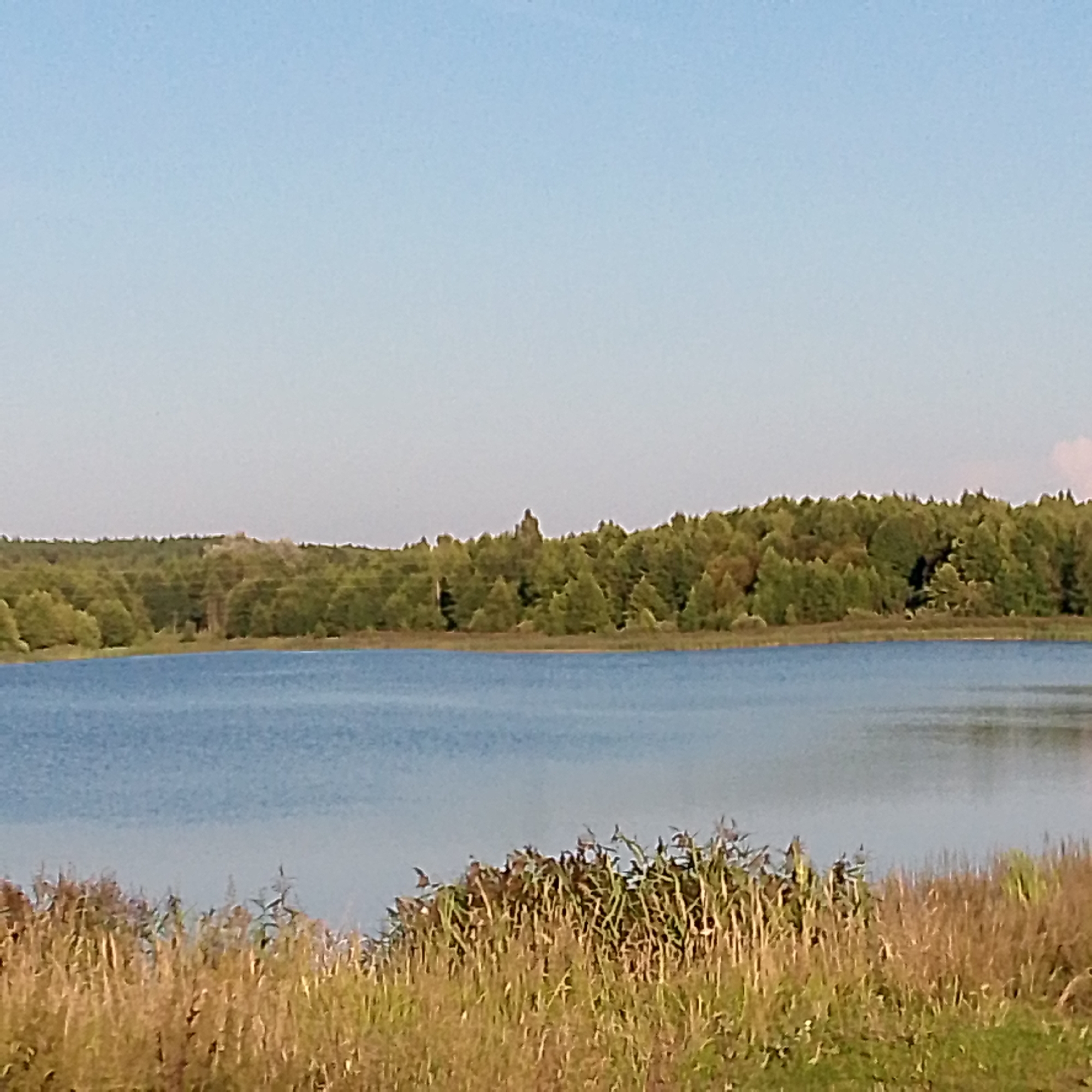 The image depicts a serene natural landscape with a body of water in the foreground and a tree-lined horizon. The sky is a clear, pale blue. The water is a calm, reflective blue, showing subtle ripples. The shore in the foreground is covered with dry, tall grasses and reeds in shades of brown and golden yellow.

In the distance, a dense forest of green trees forms a natural boundary against the sky. The trees appear to be a mix of deciduous and coniferous varieties, with varying shades of green and some hints of autumnal colors like brown and yellow. The forest canopy is thick, creating a textured line against the sky.

There are no visible people or animals in the image. The scene is still and quiet, suggesting a peaceful, undeveloped natural environment. The overall impression is one of tranquility and the beauty of the outdoors. The specific location in the city of Nikologory, Russia, is inferred from the prompt but not visually evident from the image itself.