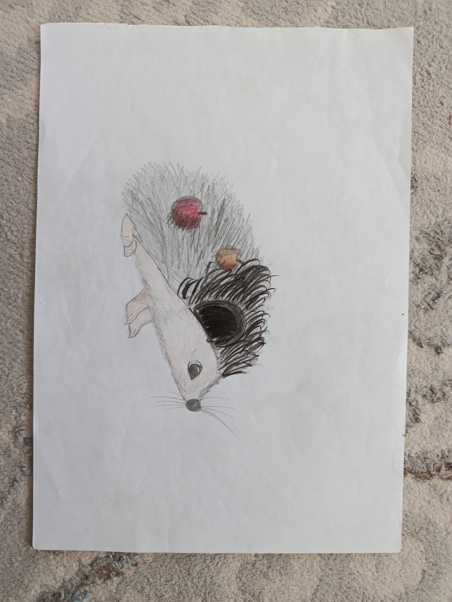 A hand-drawn image on a white sheet of paper depicts a stylized hedgehog. The hedgehog's face is in the lower center of the image, with a black nose and an oval-shaped eye. Whiskers are drawn extending from the nose. The body of the hedgehog is divided into two sections by color. The left side of the body is light brown and white, with shading to suggest fur. A single hand, drawn in a light brown tone, extends from this side. The right side of the body is black with coarse, spiky lines to represent quills. Two red or reddish-orange circular shapes, possibly representing apples, are positioned on the upper right side of the hedgehog's body, nestled within the quills. The paper rests on a textured, light-colored carpet. The scene is not located in a city.