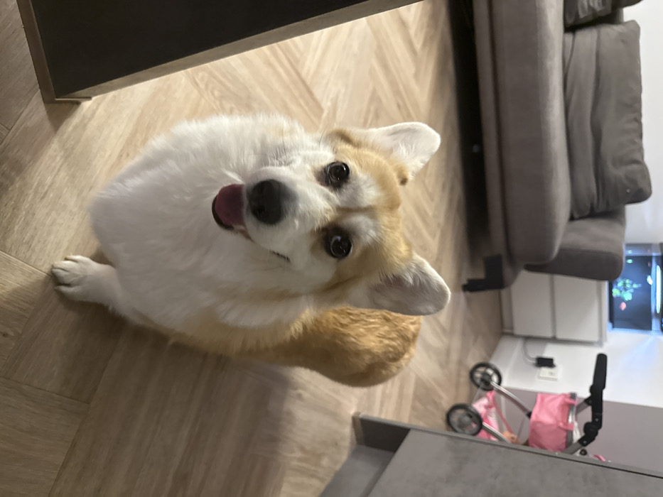 The scene is an interior residential space in Krasnoyarsk, Russia. A Pembroke Welsh Corgi, tan and white, stands centered on a light-colored herringbone wood floor, looking directly at the viewer with its mouth slightly open, tongue visible. In the background, a gray fabric sofa is positioned to the left. To the right, a white multi-drawer cabinet holds an illuminated aquarium containing fish. A pink doll stroller with silver framing is partially visible on the far right, against a light-colored wall. A dark vertical panel obstructs the far-left foreground. No individuals are depicted.