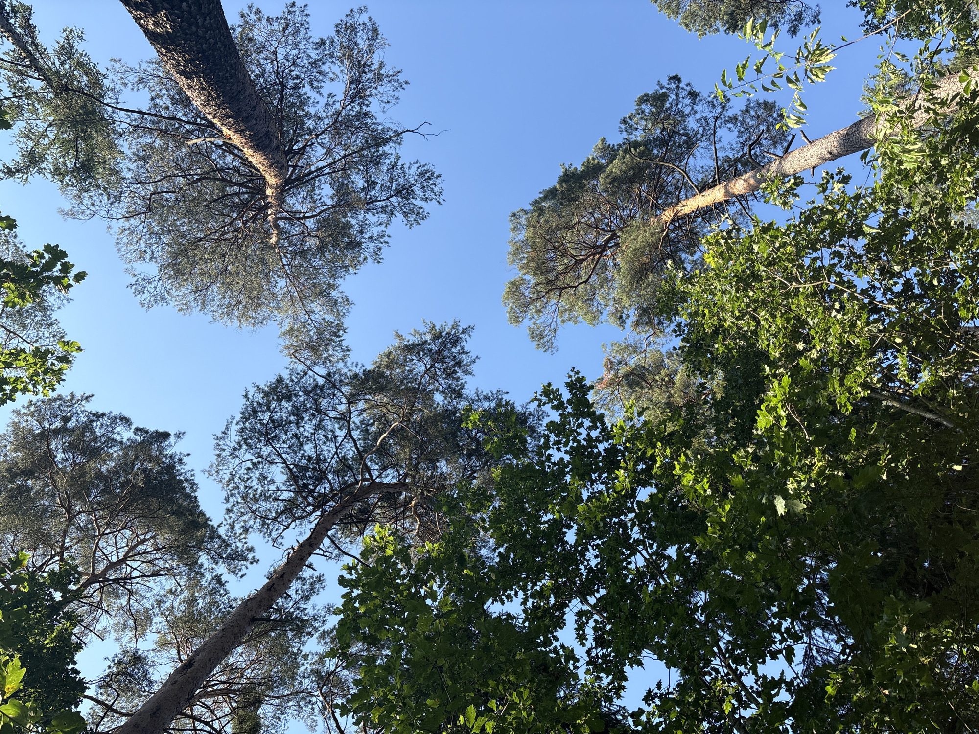 The image is a low-angle shot looking up into the canopy of a forest against a clear blue sky. The forest is comprised of mature pine trees with rough bark and dark green needles, interspersed with deciduous trees displaying vibrant green leaves. Sunlight filters through the branches, creating dappled light and shadows. In the distance, the silhouettes of more trees are visible against the sky. The scene depicts a natural environment, likely a park or wooded area, with no people or man-made structures immediately apparent. The image captures the feeling of being under a dense tree canopy on a bright, sunny day. The location is identified as Żurawiniec, Poland.