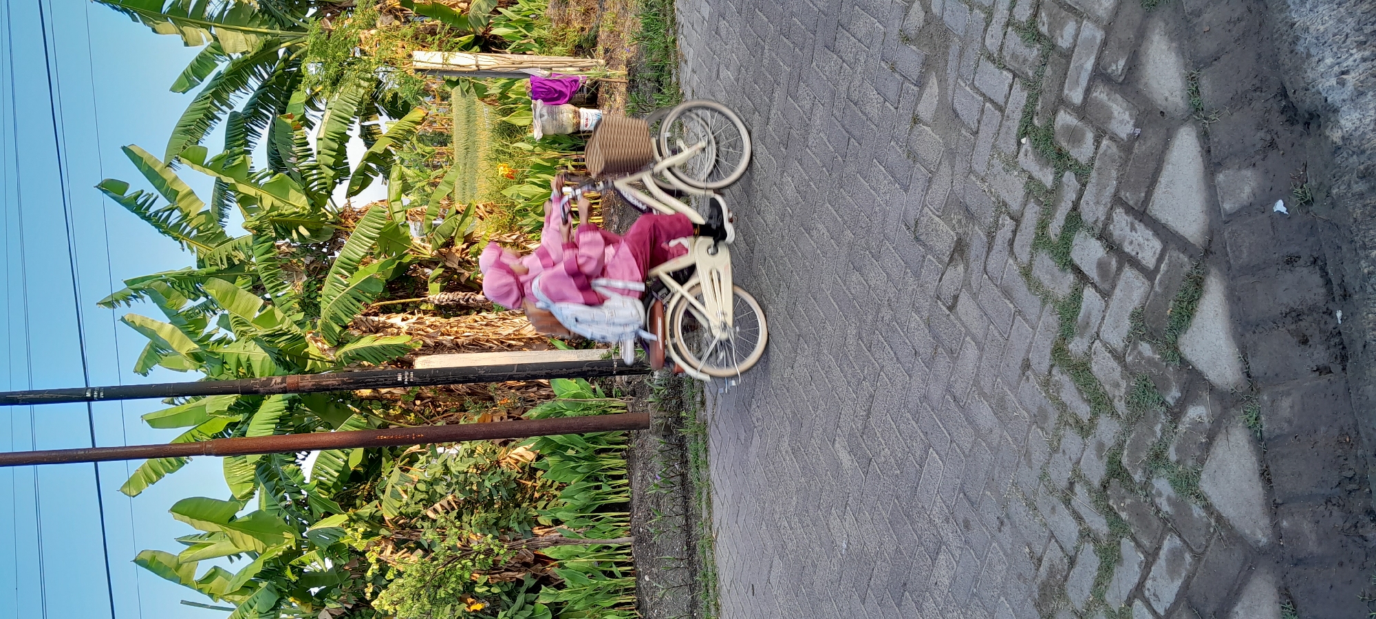 A young individual, wearing a pink hijab and matching pink clothing, is riding a cream-colored bicycle with a woven basket attached to the handlebars. The person is also carrying a light blue backpack. The bicycle is in motion on a paved path made of interlocking rectangular bricks. The path is bordered by grass and dirt. In the background, there is dense foliage, including several banana trees with large green leaves, and a clear blue sky. Two utility poles are visible in the middle ground, with electrical wires running between them. A purple cloth is hanging on a pole to the right of the frame. The scene appears to be an outdoor setting, possibly a street or a path in a rural or semi-rural area. The overall impression is of a sunny day, with the natural elements contrasting with the urban infrastructure of the poles and wires.