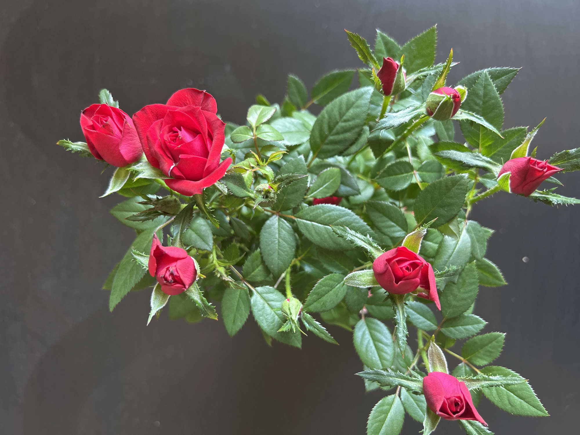 A high-angle shot captures a cluster of miniature red roses against a dark, blurred background. The roses are in various stages of bloom, from tight buds to fully opened flowers. Green leaves surround the roses. There is no information to establish the location of this image in Sofia, Bulgaria.