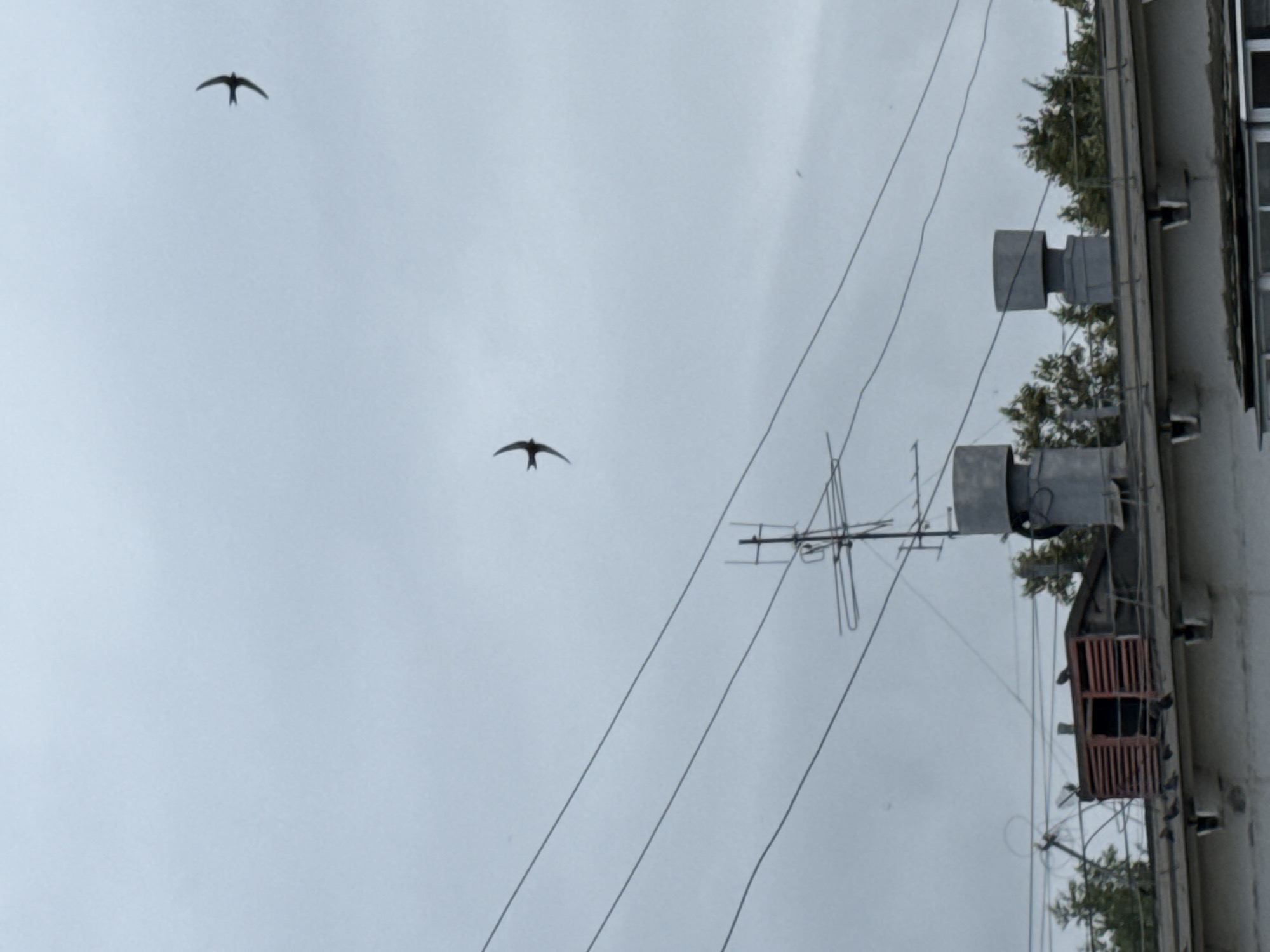 The image depicts a cloudy sky above a rooftop in Chaikovsky, Russia. Three birds are visible in flight against the gray sky. On the rooftop, there is a metal ventilation structure with horizontal slats, and several pigeons are perched on the roof and around the structure. Additionally, a television antenna is visible on the rooftop, along with power lines. Trees are present in the background. The scene appears to be an urban or semi-urban environment.