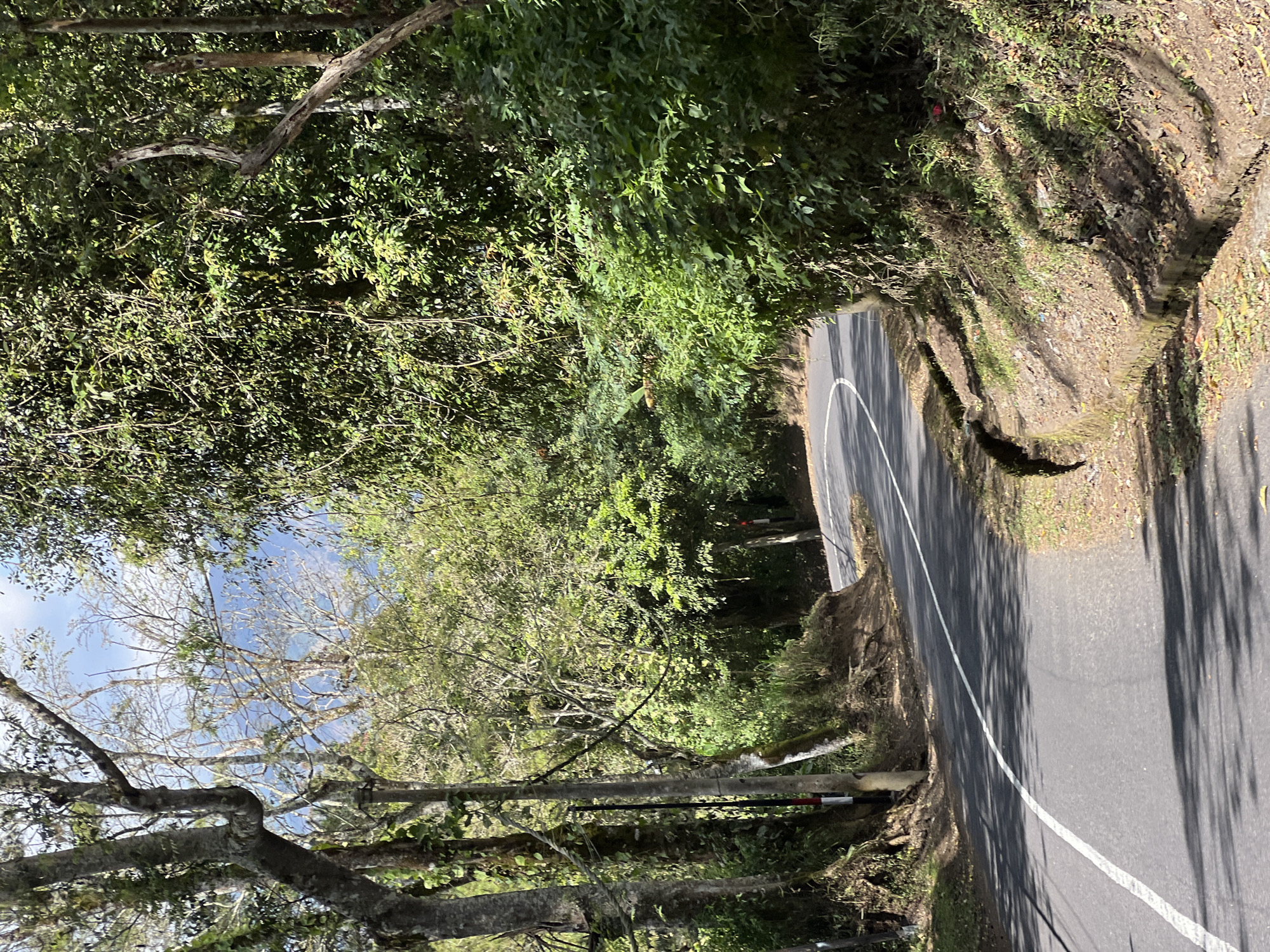 This is a vertical, eye-level, medium shot of a winding asphalt road passing through a lush, green forested area. The road has a white line painted down its center, indicating it is a two-lane road. On the left side of the road, there are tall trees with visible roots and a utility pole. On the right side, the vegetation is dense and overgrown, with a small, concrete drainage channel running alongside the road. The sky is visible in the background, appearing partly cloudy with a bluish hue. The sunlight casts shadows on the road and the surrounding foliage, suggesting it is daytime. No people or vehicles are present in the image. This scene is likely located in the mountainous region of Kintamani, Bali, Indonesia, known for its scenic roads and dense tropical vegetation.