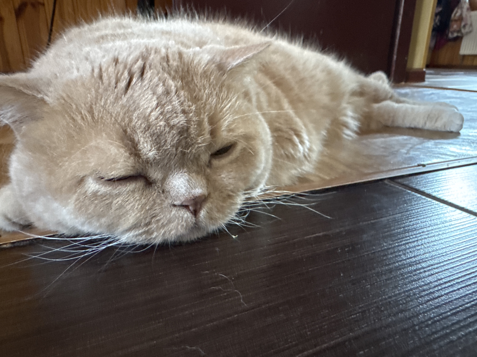 A light-colored cat with ginger markings is sleeping on a reflective surface that appears to be a floor. The cat is lying on its side, with its head resting on its paws. The cat's eyes are closed, and its fur is slightly ruffled. The background is blurred, but it appears to be a room with wooden walls and furniture.