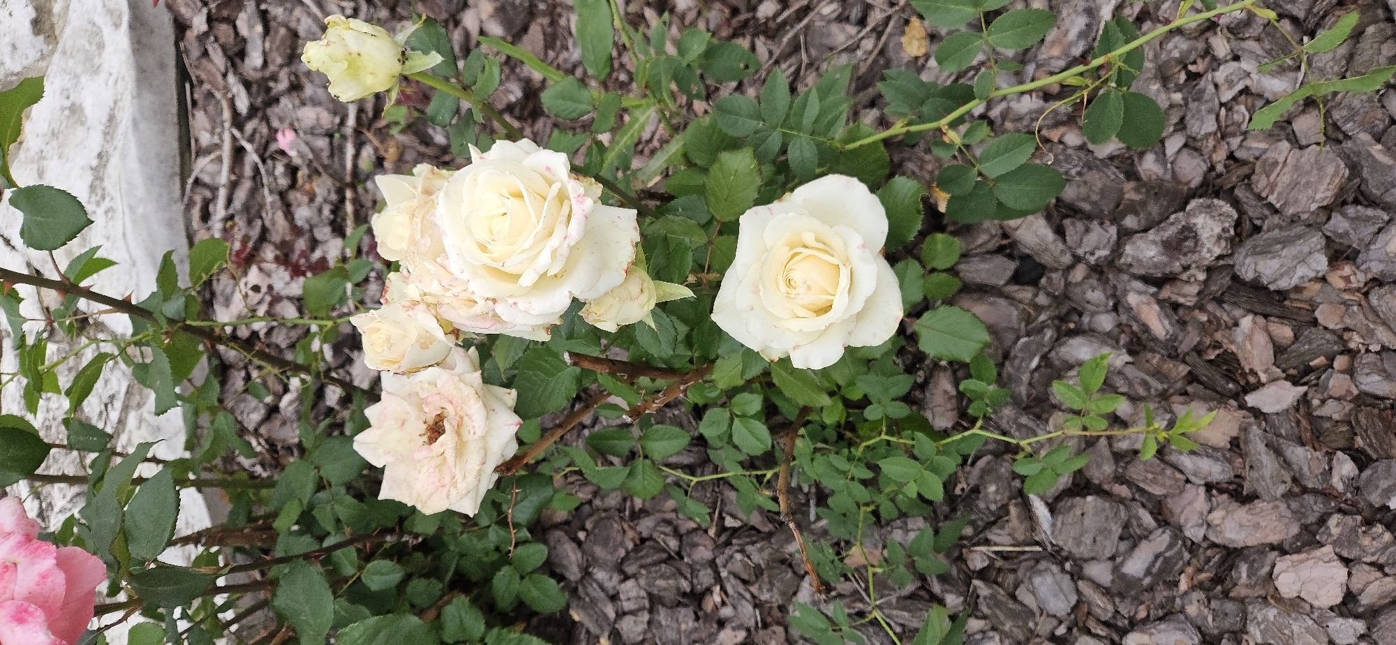 This is a close-up, vertically oriented photograph of a rose bush in Рождествено, Russia. The bush features several pale yellow to cream-colored roses, some in full bloom and others as buds. The roses have delicate petals with subtle pinkish-red markings. The foliage is a deep green, and the stems are thorny. The ground is covered with dark brown, irregular pieces of wood mulch. In the upper left corner, a hint of a pink rose is visible. A white, textured surface, possibly a wall or foundation, is present in the background, partially obscured by the foliage. The lighting suggests an overcast day, providing soft, diffused illumination. There are no people or animals present in the image.