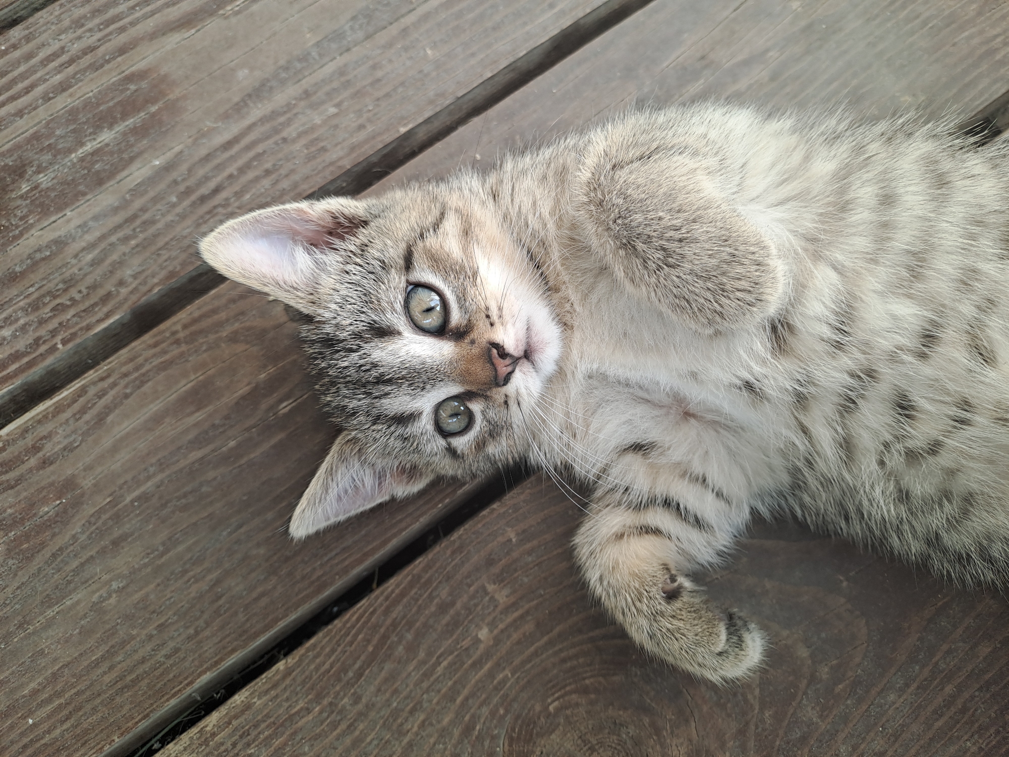 A kitten lies on its back on a wooden surface. The kitten is a tabby with grey, brown, and black markings. Its eyes are open and it is looking to the left. The kitten's paws are extended in the air. The wooden surface appears to be made of planks.