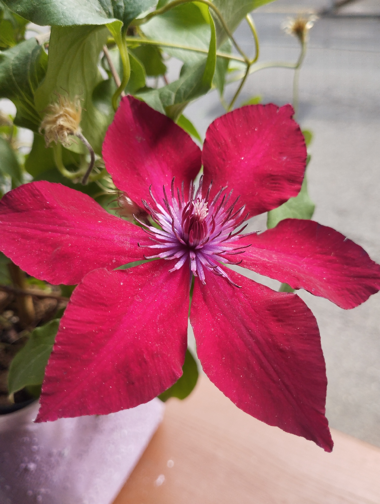 A close-up, eye-level, medium shot captures a vibrant, deep red clematis flower in full bloom, dominating the frame. The flower has six broad, velvety petals that radiate outwards from a central, intricate stamen. The stamens are a striking contrast of pale white and vibrant purple, with a delicate, feathery appearance. Green leaves form a lush backdrop, some slightly out of focus, with a hint of a light pink pot peeking into the lower left corner. The background is a muted, textured gray, possibly a wall or pavement, which further emphasizes the brilliance of the flower. The lighting is even and natural, highlighting the subtle textures and color variations on the petals and stamens. The overall impression is one of natural beauty and vibrant color. There are no people or animals present. The location is not specified.