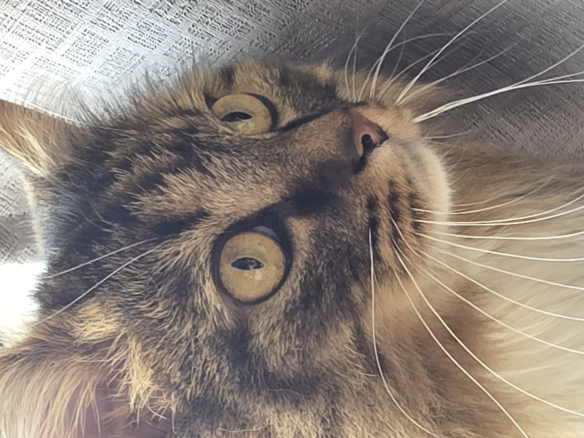 The image is a close-up photograph of a cat's face. The cat has tabby markings with brown, black, and tan fur. Its eyes are a striking yellow-green color. Long white whiskers fan out from its muzzle. The background appears to be a textured surface, possibly a woven fabric, in a neutral gray tone. There is no indication of the city of Omsk, Russia, or any specific urban environment.