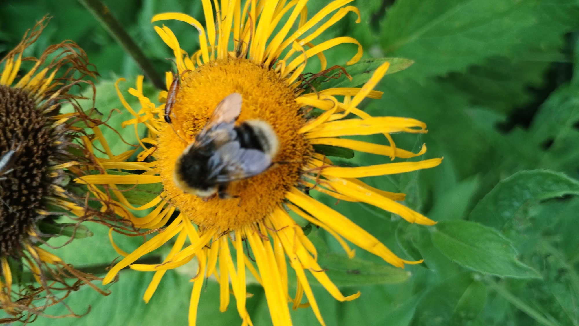 A close-up, vertical, eye-level shot captures a bumblebee on a bright yellow flower with thin, elongated petals. The bumblebee, primarily black and yellow, is positioned on the central disk of the flower, its back facing the viewer. A smaller, darker insect is visible near the top edge of the flower's disk, to the right of the bumblebee. In the background, another, larger flower head, mostly out of focus and with a darker center, is visible. The leaves surrounding the flowers are a vibrant green. The scene appears to be outdoors, possibly in a garden or natural setting. The location is unknown.