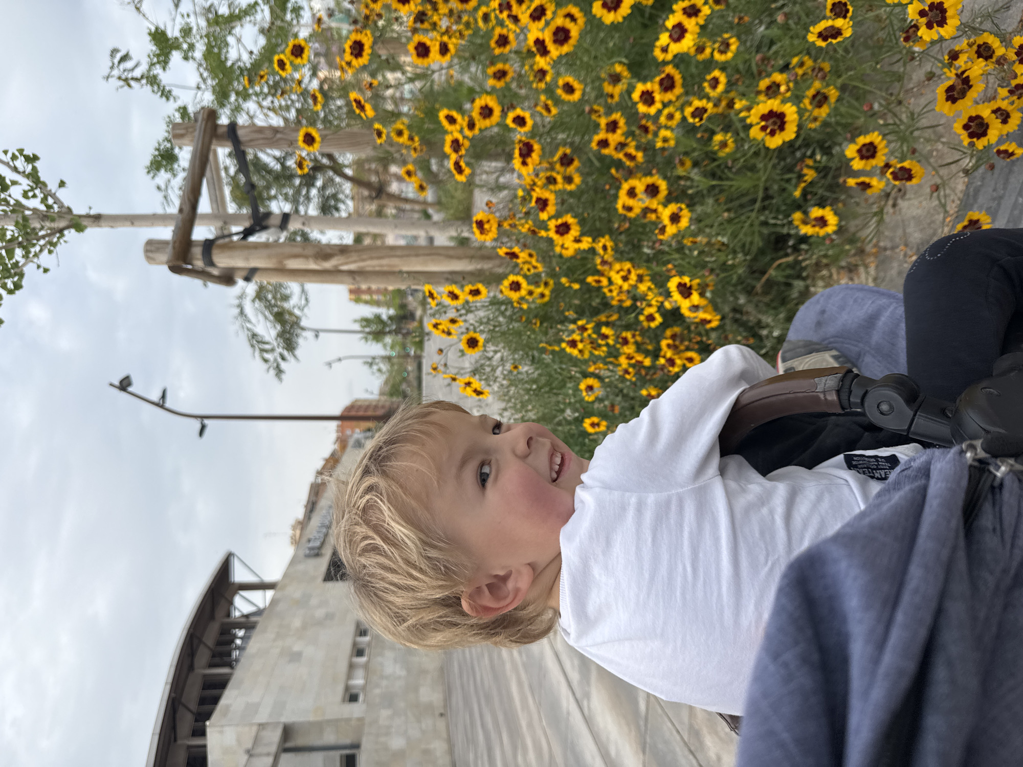 A delightful and vibrant outdoor scene captures a young blonde-haired child smiling broadly while seated in what appears to be a stroller or pushchair. The child, wearing a white t-shirt, looks towards the camera with a happy and curious expression, showcasing rosy cheeks and small teeth.
The setting appears to be a park or a well-landscaped urban area in Valencia, Spain. Behind the child is a lush bed of bright yellow and dark maroon flowers, possibly a variety of Coreopsis, adding a burst of color to the image. Further in the background, slender trees with light green foliage are visible, along with sturdy wooden support structures for young saplings.
The sky above is overcast, suggesting a mild daytime, possibly late morning or early afternoon. Architectural elements include a distinctive modern building with a curved roof and glass panels, and a glimpse of another building with traditional orange tiled roofing. A street light with multiple fixtures extends into the frame from the top.
Partial views of other objects include a brown leather-like strap and black mechanisms of the stroller, as well as a grey/blue fabric garment belonging to another person, partially obscuring the lower right foreground. On the child's white t-shirt, a small label with faint, dark text is visible, reading "EANTER" followed by other less legible words like "R. REGLAS" and "SE. EX". The overall mood of the image is cheerful and captures a pleasant moment outdoors.