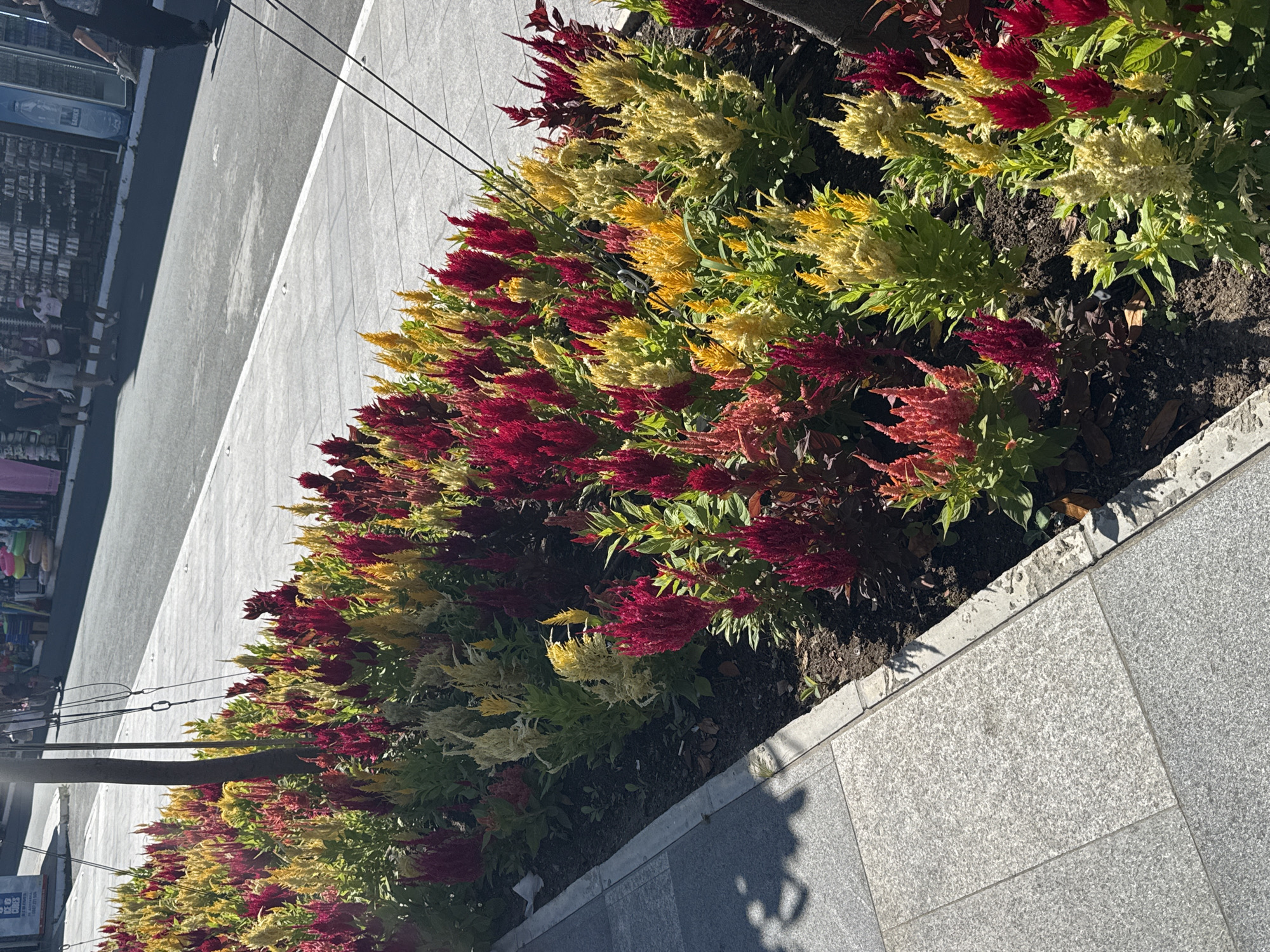 The image shows a sidewalk lined with flower beds containing a variety of celosia flowers in shades of red, yellow, and off-white. The flowers are densely planted and appear to be in bloom. A gray paved sidewalk runs along the left side of the image, with a curb separating it from the flower beds. Beyond the flower beds, a street is visible, with a white line marking the edge of the roadway. In the background, there are people walking and shops lining the street. The environment appears to be urban, with a sunny day. The specific location is the city of Nesebar, Bulgaria, known for its historic old town and coastal setting.