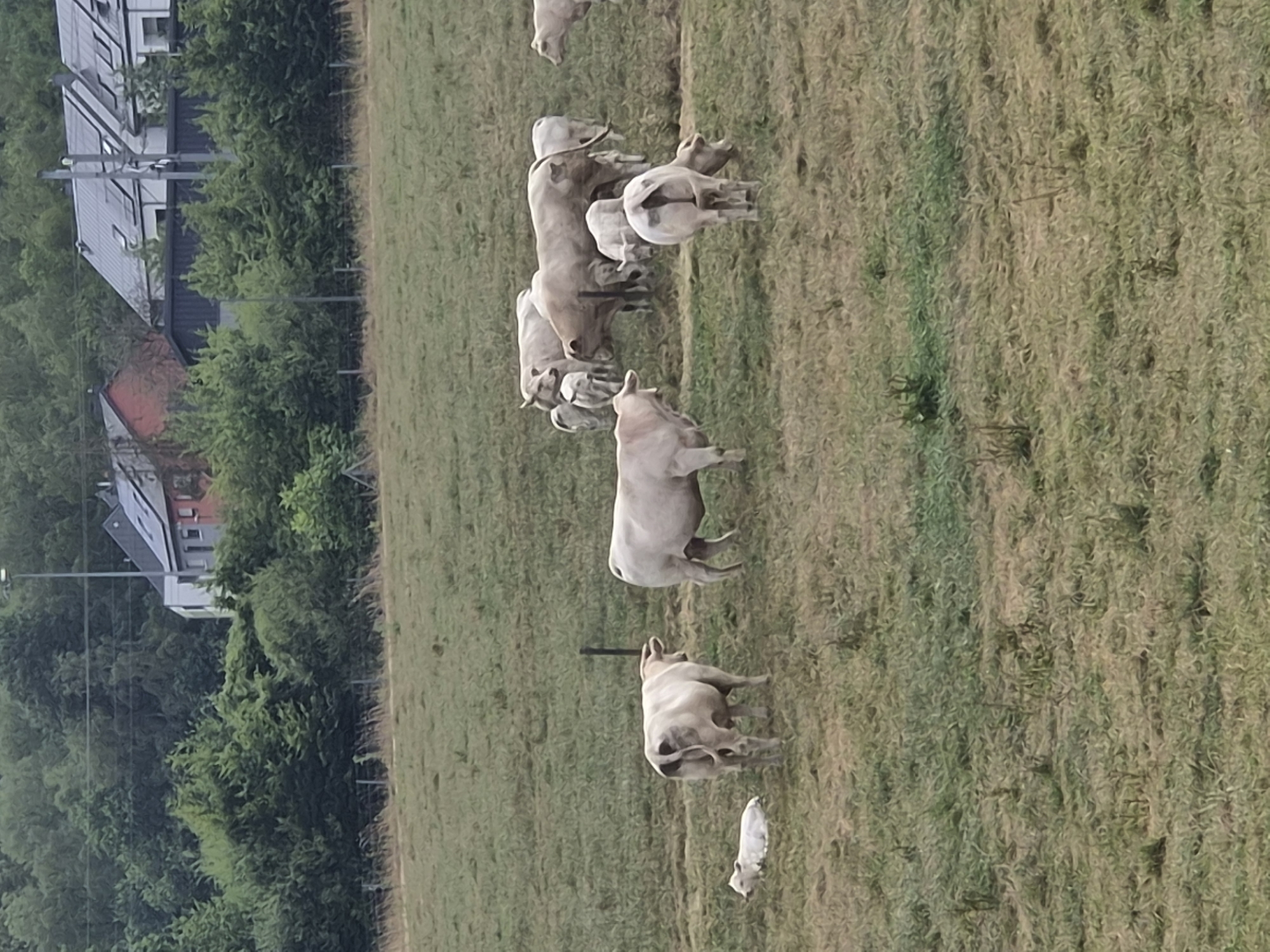 This is an outdoor, eye-level shot of a herd of light-colored cattle grazing in a grassy field. In the background, there are houses with solar panels on their roofs, and trees. A single black fence post stands in the field. One calf is lying down in the grass on the left side of the image. The scene appears to be located in Differdange, Luxembourg, based on the architecture of the houses.