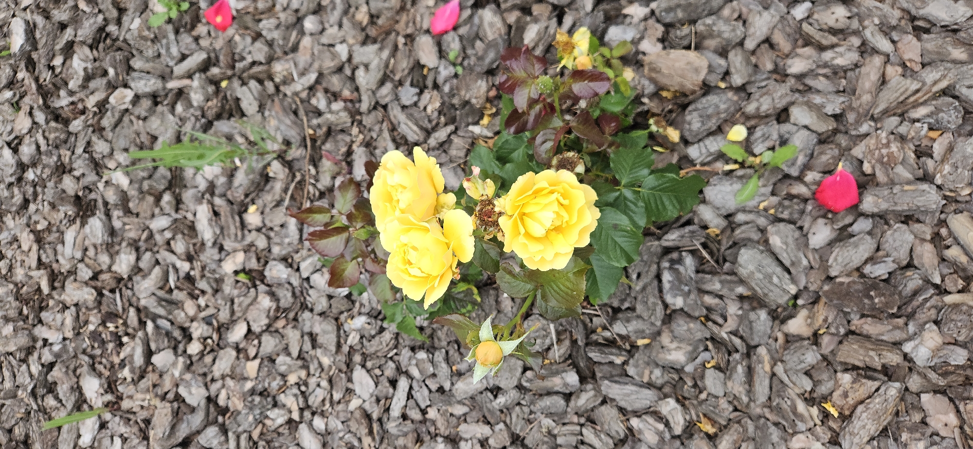 A cluster of yellow roses blooms amongst dark wood chips. The roses are in various stages of bloom, with one bud still closed. Dark green leaves and reddish-brown foliage surround the flowers. The ground is covered in irregular, gray-brown wood chips. Two bright pink rose petals are visible scattered amongst the wood chips, one near the top right and another near the bottom right of the frame. A few blades of green grass sprout from the wood chips. The image appears to be taken outdoors in a garden or landscaping setting. The location is identified as Рождествено, Russia.