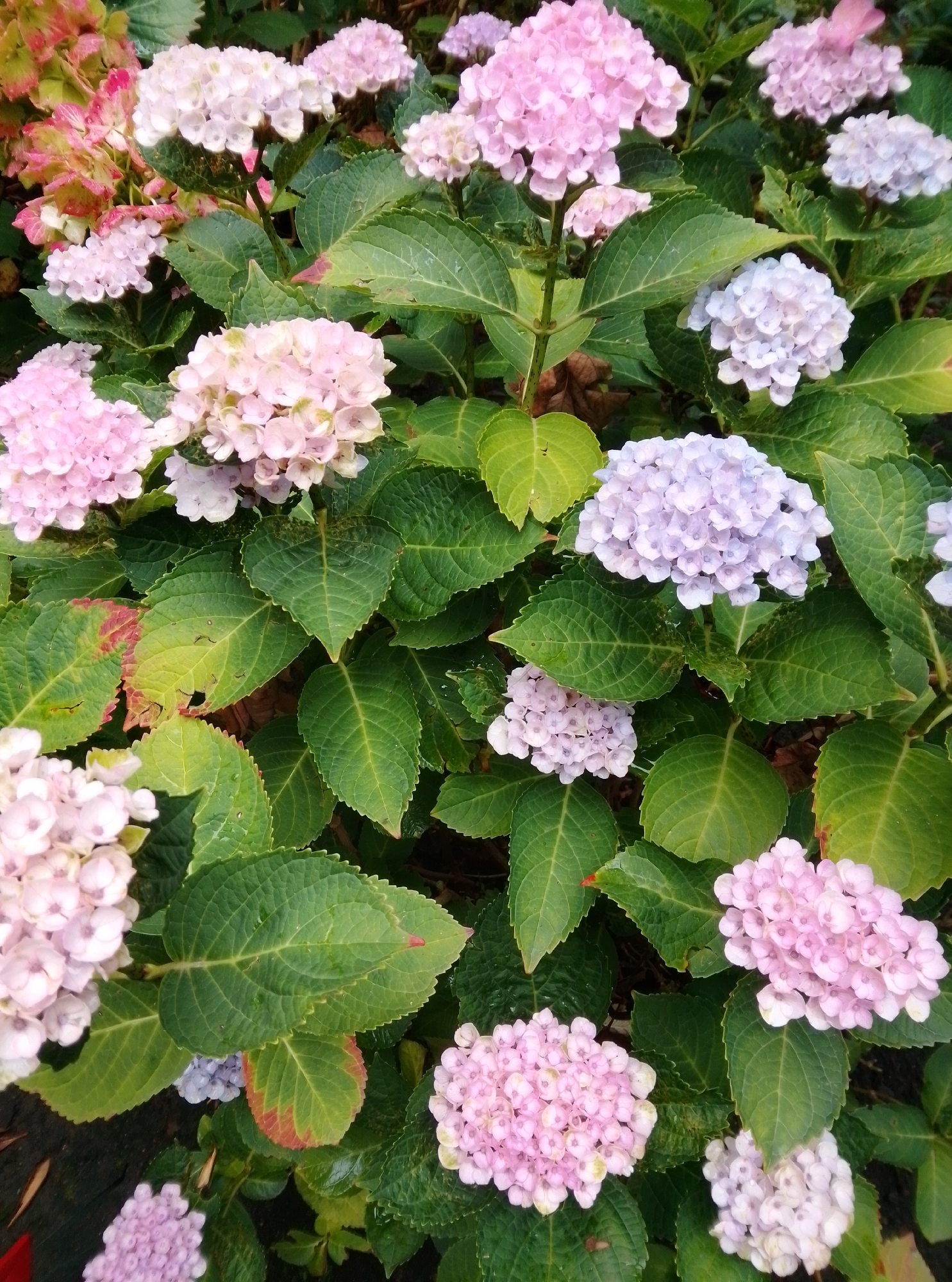 The image shows a close-up, overhead view of a garden bed filled with hydrangeas in various shades of pink and light purple. The flowers are in full bloom, with large, rounded clusters of small petals. Lush green leaves surround the flowers, some showing signs of browning or wilting at the edges. The lighting suggests it is daytime, with some dappled sunlight filtering through the foliage. The scene is an outdoor garden setting. There are no people or discernible actions captured in this image. The location of this scene in the city of Wedel, Germany, is not identifiable from the visual information provided in the image itself.