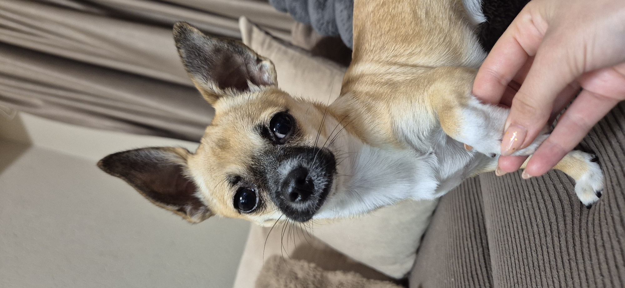 A close-up, slightly canted shot shows a light brown and white Chihuahua lying on a brown, textured couch. The dog's head is in the lower left, angled upwards to face the camera. The dog's large, pointed ears are upright, and its big, dark eyes are visible, gazing directly into the camera. The nose is black, and a few whiskers are present. A person's hand, with light skin and manicured nails, gently holds the dog's front paw on the right side of the image. The background includes a cream-colored pillow. The location is an indoor space within the city of Unknown, Unknown.