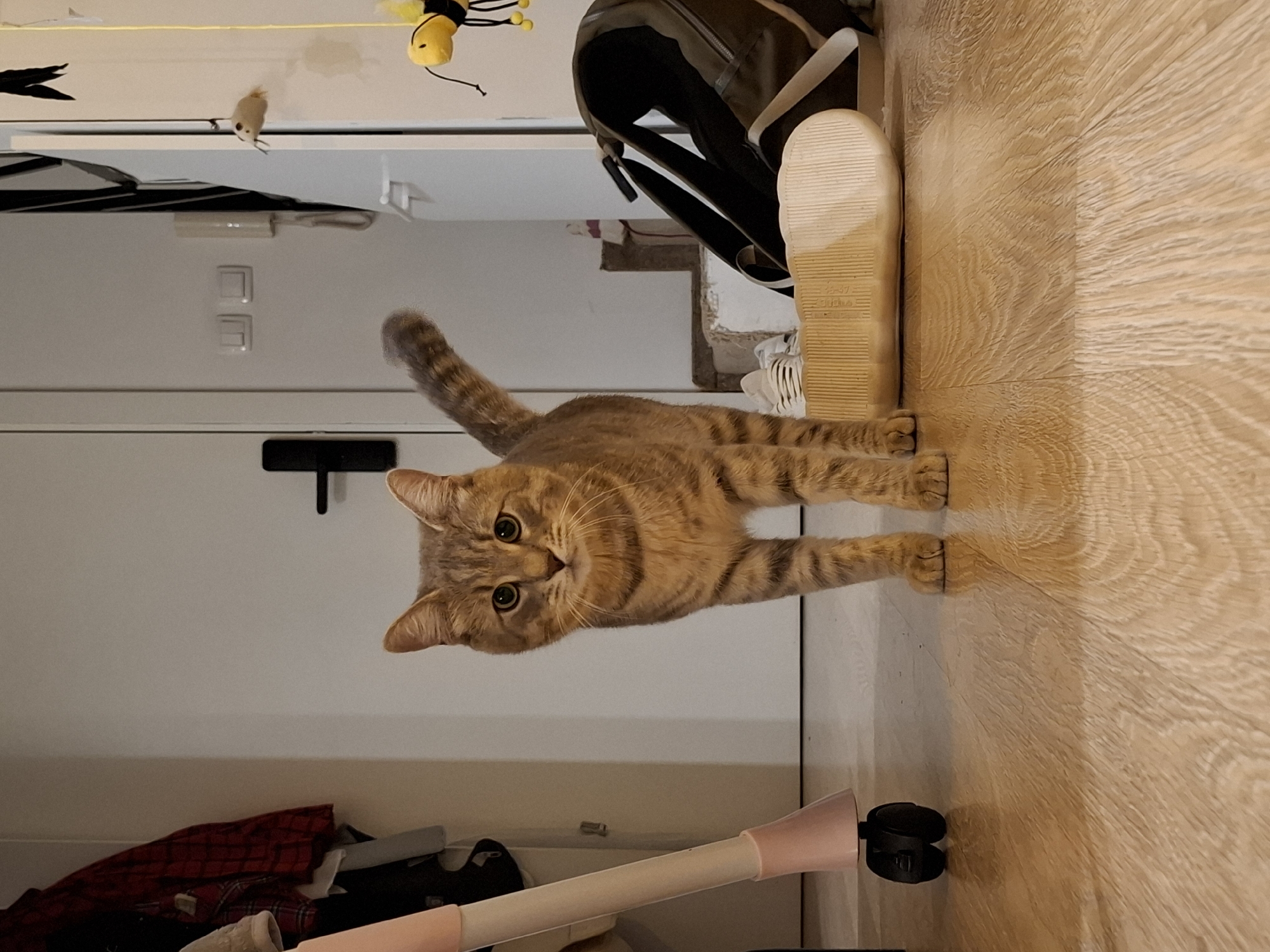 A tabby cat stands on a wooden floor in what appears to be a hallway or entryway. To the left, a part of a pink and white stroller is visible, with some clothing hanging on a rack in the background. To the right, a backpack rests on the floor next to a white shoe. Further back, a toy bee hangs from a string, and a toy mouse is also visible. The scene is indoors, with a white door and door handle present in the background. The lighting suggests it is either evening or a dimly lit interior.