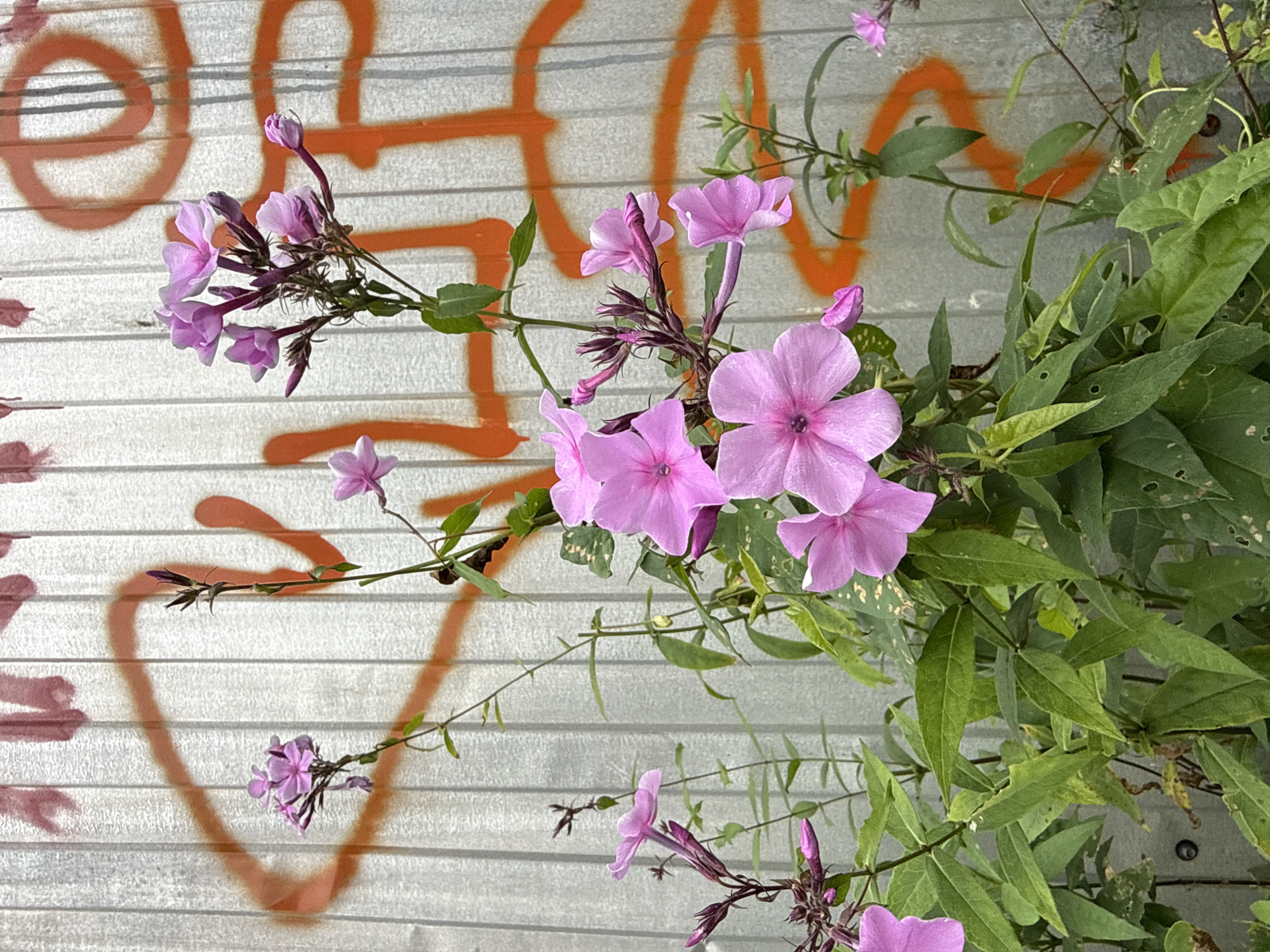 In the city of Rusanovo, Russia, a cluster of vibrant pink phlox flowers blooms against a backdrop of corrugated metal fencing spray-painted with orange graffiti. The flowers, some fully open and others in bud, stand tall on green stems, their delicate petals catching the light. The metal fence, with its vertical ridges, is marked by thick, irregular orange lines, creating a stark contrast with the natural beauty of the blossoms. The overall scene suggests an unexpected juxtaposition of urban decay and natural resilience.