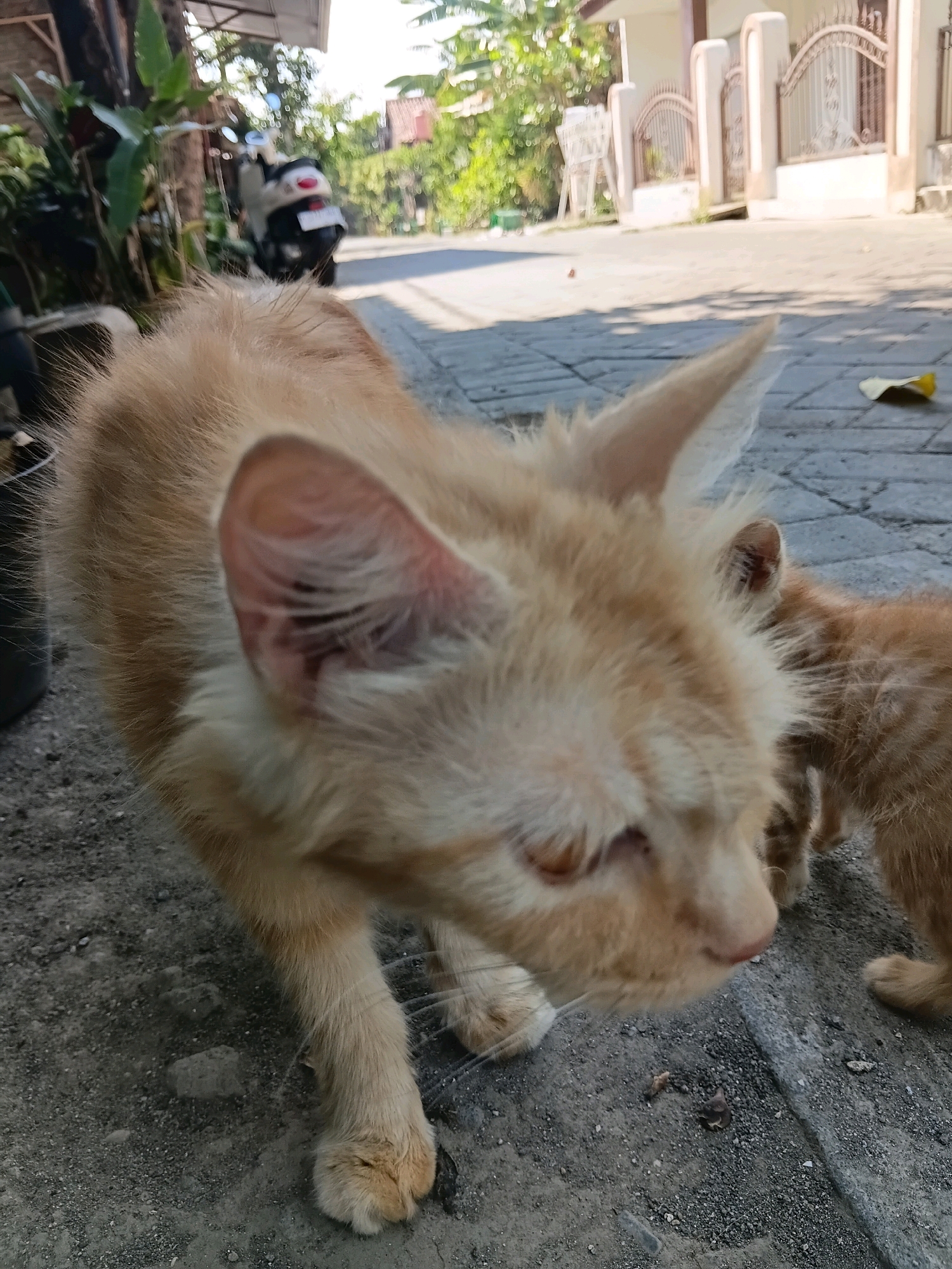 An orange cat is in focus in the foreground of this outdoor daytime scene, positioned on a paved walkway. The cat is looking down and appears to be sniffing something on the ground. Its fur is light orange with some white accents around its face and chest. The cat has large ears that are slightly tilted. In the background, a blurred scooter is visible, and beyond that, a white building with a decorative fence. Lush green foliage suggests a residential area, likely in Cikal, Indonesia. The lighting indicates it is a sunny day.