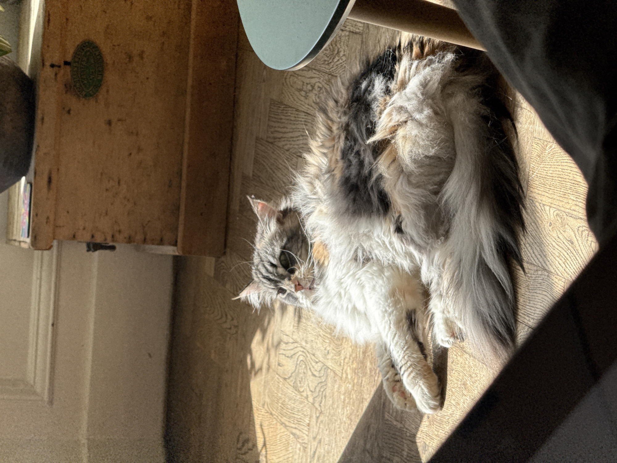 A long-haired, fluffy cat with a calico-like pattern of white, grey, black, and light orange/brown patches is depicted lying on its back on a light-colored wooden floor. Its head is towards the upper left, eyes partially closed in a relaxed expression, suggesting it is resting or dozing. Its long, bushy tail is visible towards the lower right.
The cat is basking in bright, direct sunlight that streams into the room, creating strong contrasts and casting sharp shadows across the floor and the cat's fur. This indicates a sunny daytime setting. The floor exhibits a distinct wood grain pattern.
Parts of other objects are visible in the scene: a light green, possibly circular, object (perhaps a tabletop) is seen above the cat's head, and a wooden leg of a piece of furniture extends from it. On the far left, a light brown wooden panel or wall features a small, circular, green emblem attached to it, though any specific text or detailed pattern on the emblem is not clearly legible due to the resolution and angle. A dark, blurry object, possibly a piece of furniture or a shadow, occupies the lower right corner, partially obscuring the floor. The overall impression is one of peaceful domestic comfort.