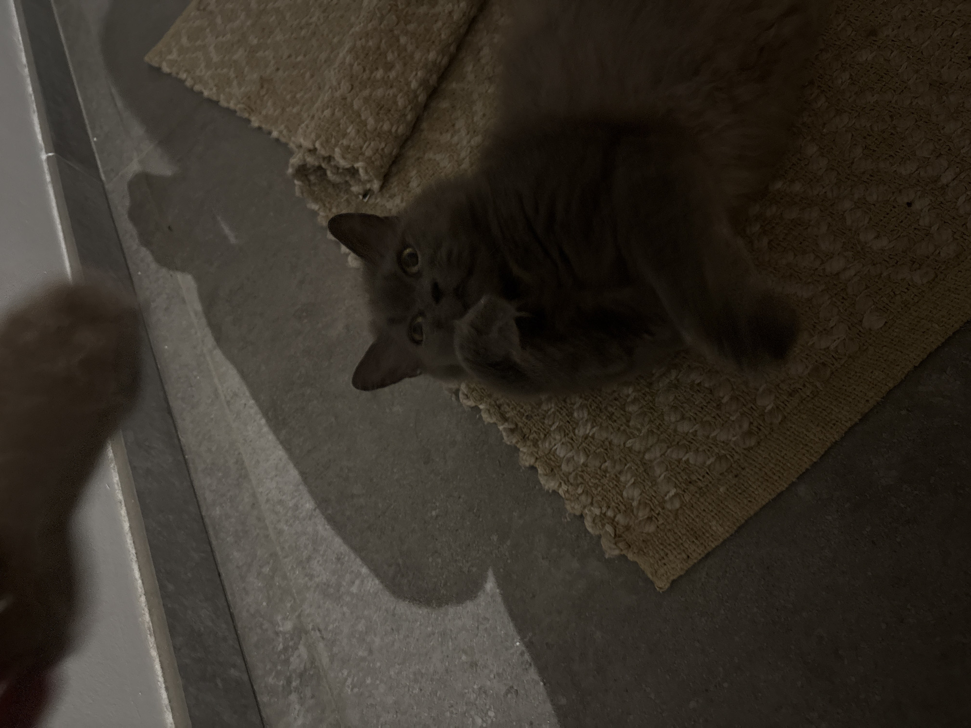 A domestic cat, appearing grey or light brown with fluffy fur, is the central subject of this indoor photograph. The cat lies on its side on a textured, light-colored rug, looking upwards directly at the camera with wide, alert eyes. One of its front paws is playfully raised towards its face.
The cat is positioned on a rug that covers part of a hard, grey floor surface. To the left, a grey wall or vertical structure forms a corner with the floor. The lighting in the image is dim, suggesting it might be evening or night, or that the room is not well-lit. A blurry, indistinct object or limb, possibly a human hand or foot, is visible in the bottom-left foreground, indicating the presence of a person close to the cat. The overall scene conveys a quiet, intimate moment between the cat and its observer in an interior setting in Estaimpuis, Belgium. There is no visible text in the image.