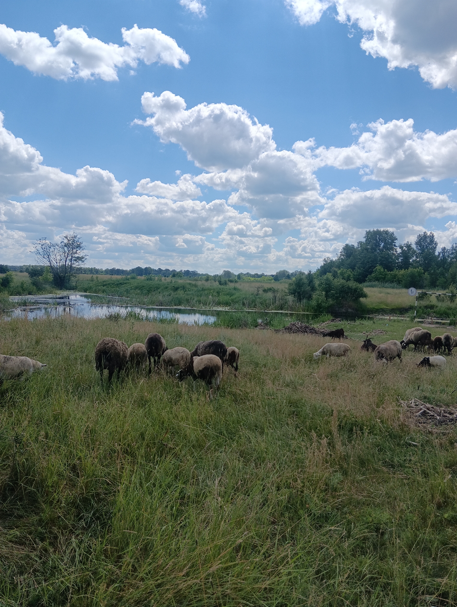 In an outdoor scene in the city of Unknown, Unknown, under a sky with scattered white clouds, a herd of sheep grazes in a field of tall, green grass. The sheep are of various colors, including brown, white, and black. Some are standing, while others are bent down to eat. A body of water, possibly a pond or slow-moving river, is visible in the background, with reeds and trees lining its banks. The overall environment appears rural and natural, with a wooden structure, possibly a small dock or bridge, partially submerged in the water.