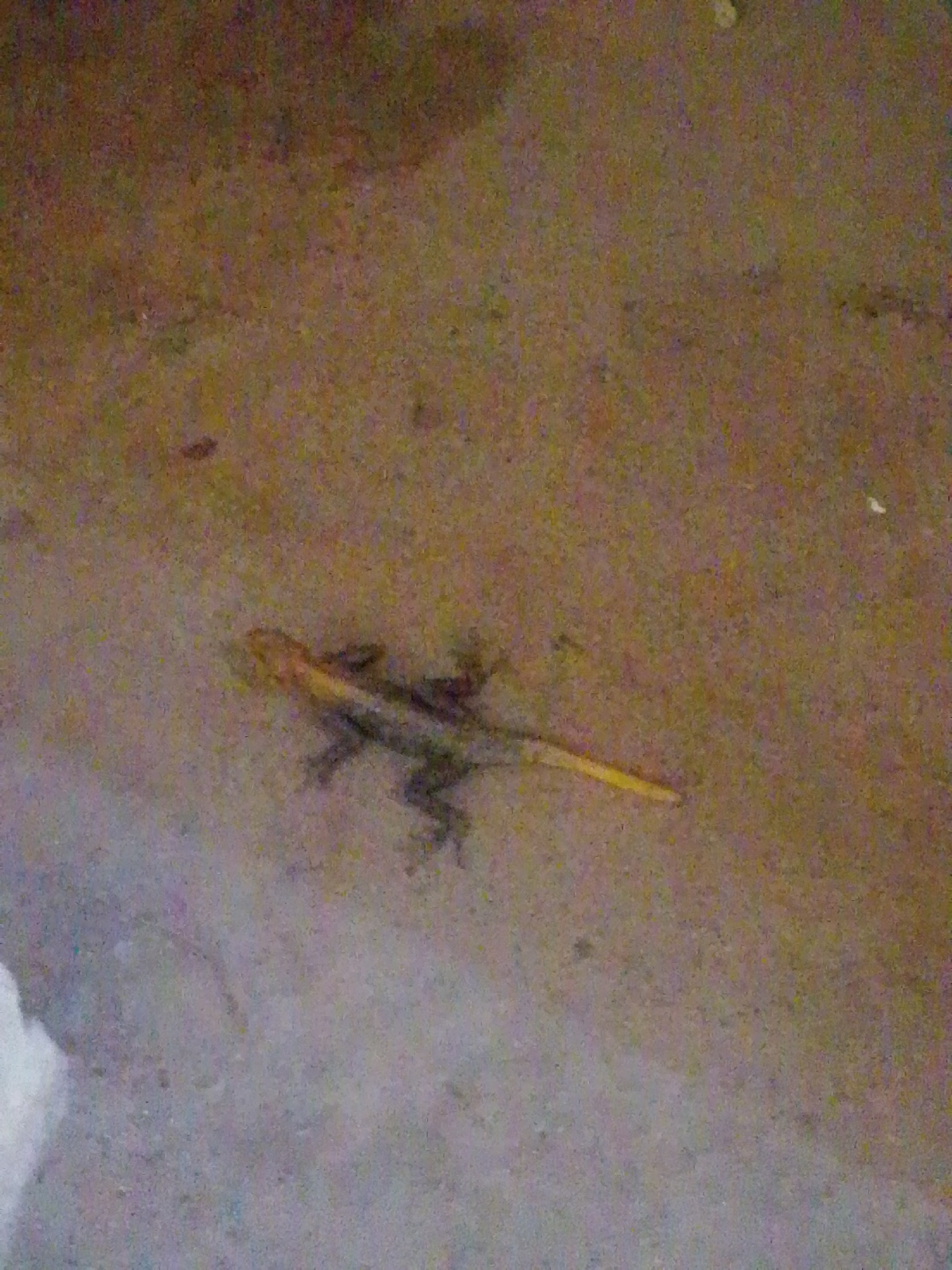 The image shows a lizard lying on a textured, sandy surface, possibly a road or a dry ground area in Serti, Nigeria. The lizard is dark-colored, with its body stretched out and its legs splayed. A thin, yellowish object, possibly a twig or blade of grass, is positioned beneath the lizard's body, extending out to its right. The background is predominantly brown and tan, with some lighter patches suggesting variations in the ground's composition or light reflection. There are no people or other animals visible in the frame. The lighting appears to be natural, possibly from overhead, casting subtle shadows on the ground.