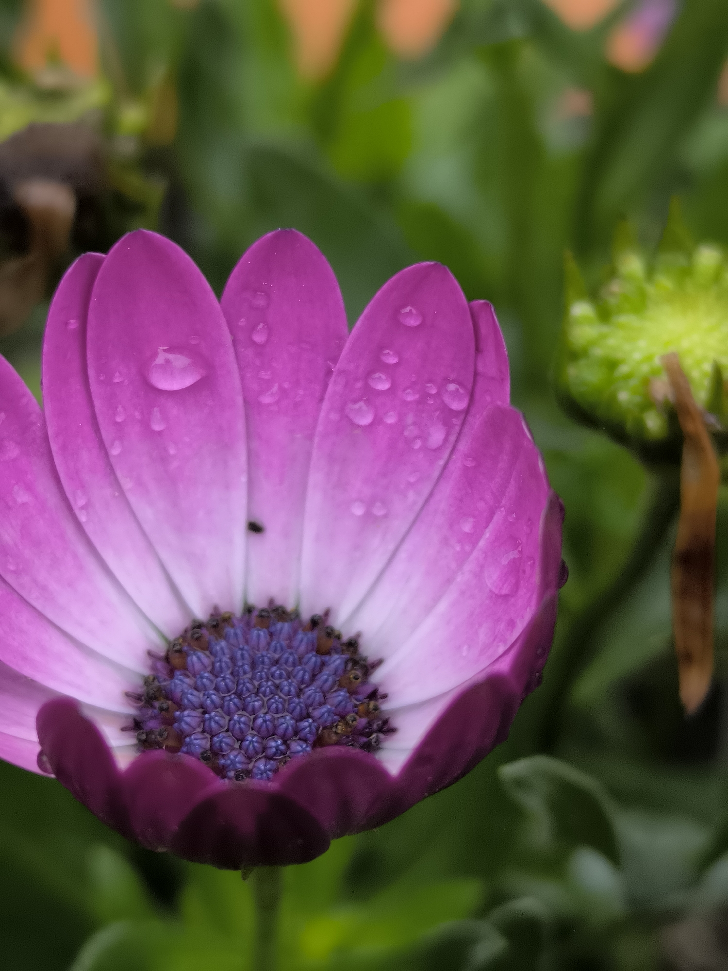 A close-up, vertical, eye-level, full shot captures a vibrant purple and pink daisy with water droplets scattered across its petals. The center of the daisy is a cluster of small, purple florets. To the right of the daisy, a fuzzy, green flower bud is visible. The background consists of blurred green foliage, with hints of orange and brown in the upper portion. The overall scene is serene and natural, suggesting it might be located in a garden or a natural setting within Dercekliai, Lithuania, possibly during or after a rainfall. There are no people or animals present in the image.