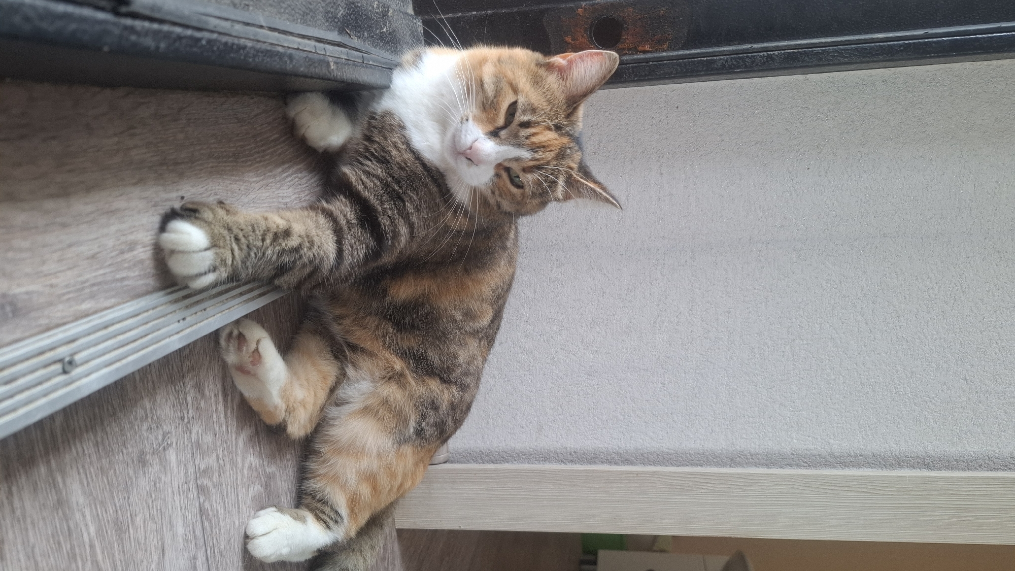 An indoor scene features a relaxed calico cat lying on its side. The cat has a mix of brown tabby stripes, orange patches, and a white chest and paws. Its head is slightly tilted, and it looks towards the viewer with a calm, partially squinted expression, showcasing its pink nose and long white whiskers.
The cat is positioned on a light-colored wooden floor or laminate, with its front paws extended towards a dark, possibly metallic, threshold or door frame. One of its front paws rests on a ribbed metallic strip embedded in the floor. Its back paws are also extended, and part of its body seems to be dangling slightly over the edge of a lower wooden surface or shelf in the bottom right of the frame. Above the threshold, there's a dark, rough-textured beam or frame, and the background consists of a plain, light grey textured wall. The lighting appears soft and even, typical of an indoor environment. There is no visible text in the image.