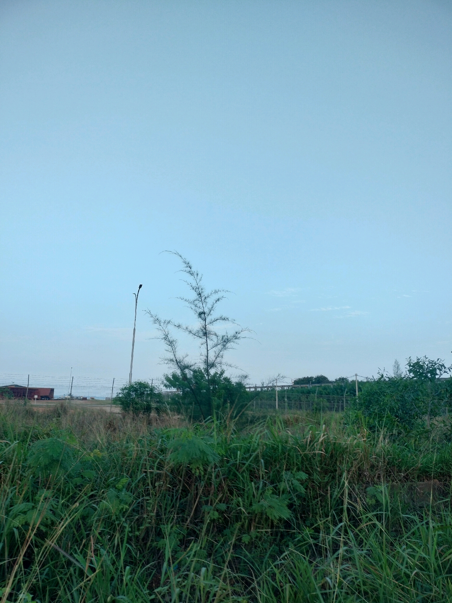 This is a medium-angle, full-frame, vertical shot of an outdoor scene in Batam, Indonesia. The foreground is dominated by dense green grass and foliage. In the midground, a tall, slender street light with a black fixture stands to the left of a sparse, reedy tree. Beyond the vegetation, a chain-link fence runs horizontally across the frame. A rusty brown shipping container is visible behind the fence on the far left. The background consists of a clear, pale blue sky with a few wispy clouds. The overall impression is one of undeveloped land with some industrial elements in the distance.