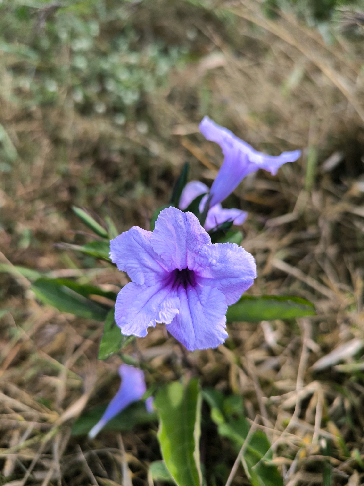 A macro shot shows a vibrant purple flower in focus, with its delicate petals unfurling towards the viewer. The flower's center is a deeper shade of purple, creating a captivating contrast. The background is a soft blur of dry grass and green foliage, suggesting a natural outdoor setting. The lighting is soft and diffused, highlighting the intricate details of the flower's texture and form. The overall impression is one of natural beauty and tranquility.