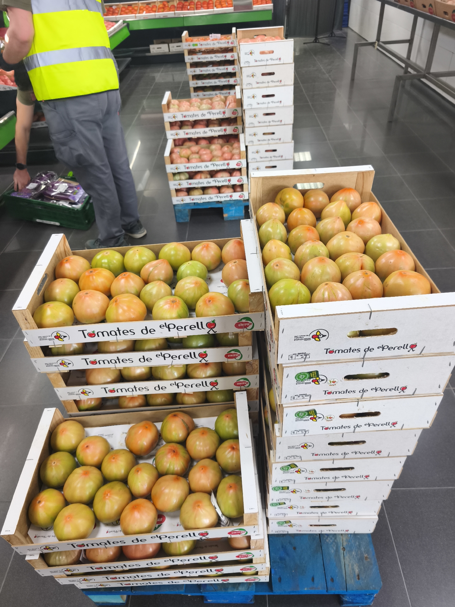 The image captures an indoor commercial environment, likely a supermarket or a large grocery store, within the agricultural region associated with Sueca, Spain, as indicated by the "Tomates de el Perelló" labels on the produce boxes.
In the left foreground, a person is partially visible from the waist down, wearing a bright yellow high-visibility vest with reflective grey stripes, a dark green or olive-colored shirt, dark grey cargo pants, and dark footwear. Their right arm extends downward, with the hand interacting with items inside a green plastic crate positioned on the floor. This crate contains several items individually packaged in clear plastic with purple bases. A second person's left arm is partially visible further left, also interacting with produce.
The central and right portions of the frame display numerous fresh tomatoes in various stages of ripeness, ranging from green to yellow, orange, and reddish-orange. These tomatoes are presented in two primary types of containers:
1. **Wooden Crates**: On the left side, a stack of open wooden crates is filled with loose tomatoes.
2. **Cardboard Boxes**: To the right, multiple tall stacks of white cardboard boxes are visible. Each box is labeled in black text with "Tomates de el Perelló" and features a small red heart or tomato graphic. Some boxes also display "UNIPRO" branding and smaller text details. These stacks are supported by blue wooden pallets. Further stacks of identical labeled boxes on blue pallets extend into the background on the right.
The floor consists of large, dark grey or black square tiles with light grey grout lines, reflecting ambient light. In the background, beyond the tomato stacks, supermarket-style shelving units are visible; some are stocked with produce like oranges or lemons, while others appear to be empty metal display structures. The entire area is uniformly and brightly illuminated by overhead artificial lighting. The scene depicts the process of stocking or displaying agricultural produce, specifically tomatoes from the El Perelló region.