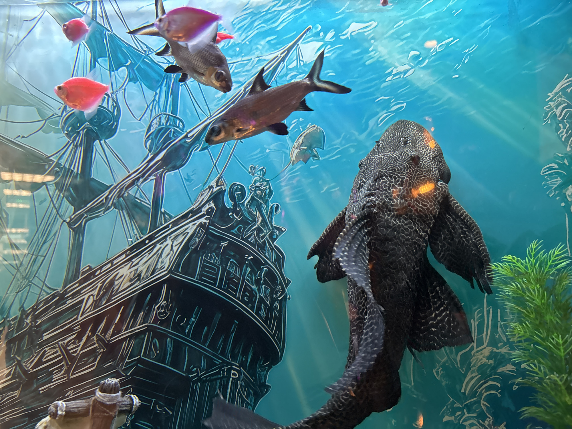 The image shows an aquarium with various fish species. A large plecostomus, black with a mottled pattern, is prominently positioned on the right side of the frame. Several iridescent sharks swim near the top center, alongside a few small, red glofish. In the background, there is a decorative backdrop featuring a stylized image of a pirate ship. The overall color palette is dominated by blues and blacks, with pops of red from the glofish. A small cluster of green aquatic plants is visible on the far right. The location is Plovdiv, Bulgaria.