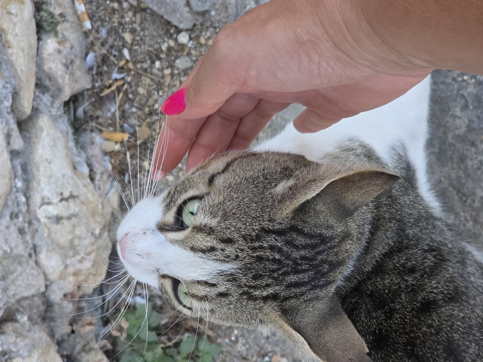 A close-up, overhead shot captures a tabby and white cat's head being gently petted by a person's hand. The cat's green eyes are open and looking upwards, with prominent white whiskers. The hand has bright pink nail polish. The background consists of textured gray stones, dirt, and some dry vegetation. The scene appears to be outdoors in Chania, Greece.