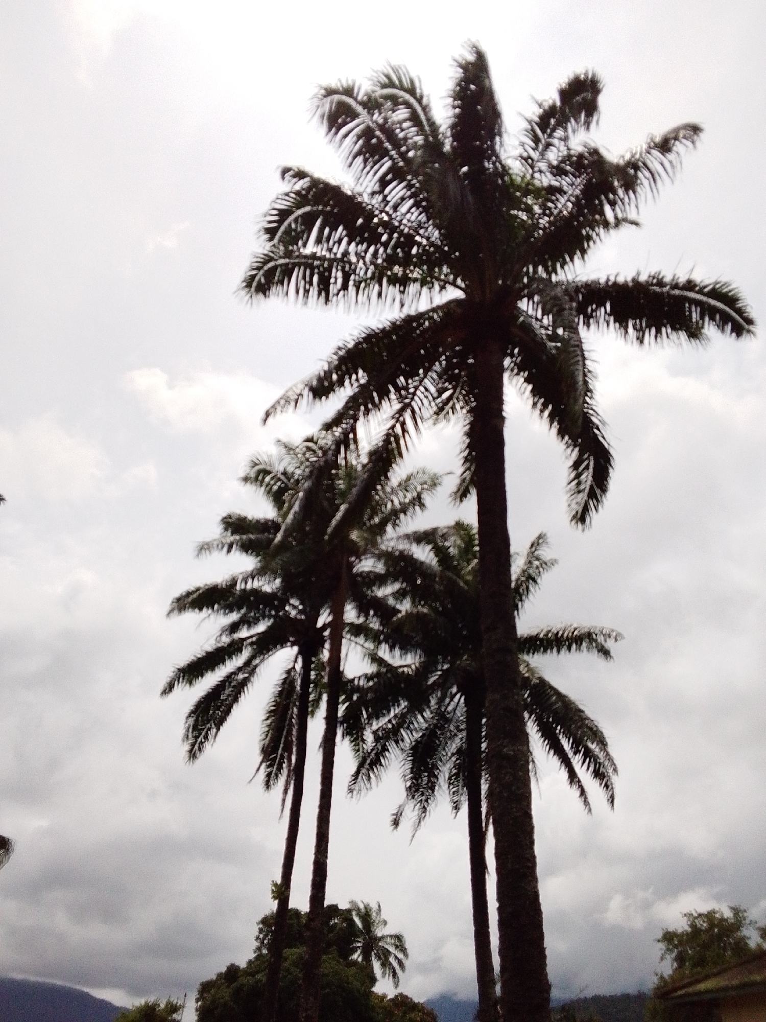 The image captures a cloudy sky above several palm trees in Serti, Nigeria. Three prominent palm trees dominate the foreground, with their dark fronds silhouetted against the bright, overcast sky. The trees are tall and appear to be mature. In the background, a dark mountain range is visible, partially obscured by clouds. The overall impression is one of a humid, tropical environment. There are no people or animals visible in the frame. The scene appears to be a natural landscape with no man-made structures clearly discernible, apart from what might be the top of a roof on the far right, suggesting a residential area.