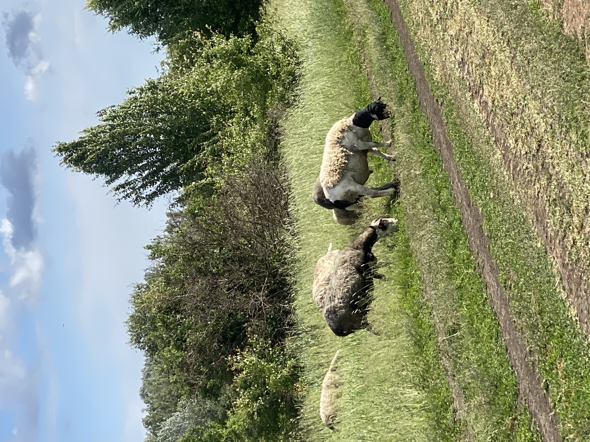 The image depicts a rural scene likely near Ustyvytsia, Ukraine, given the request context. It features a grassy field with several sheep grazing. A dirt path runs through the field, and lush green trees and bushes border the left side of the scene. The sky is visible, with some clouds present. One sheep is predominantly white with black markings around its head and rear. Two other sheep, appearing darker in color, are further into the field. The sheep are engaged in grazing behavior.
