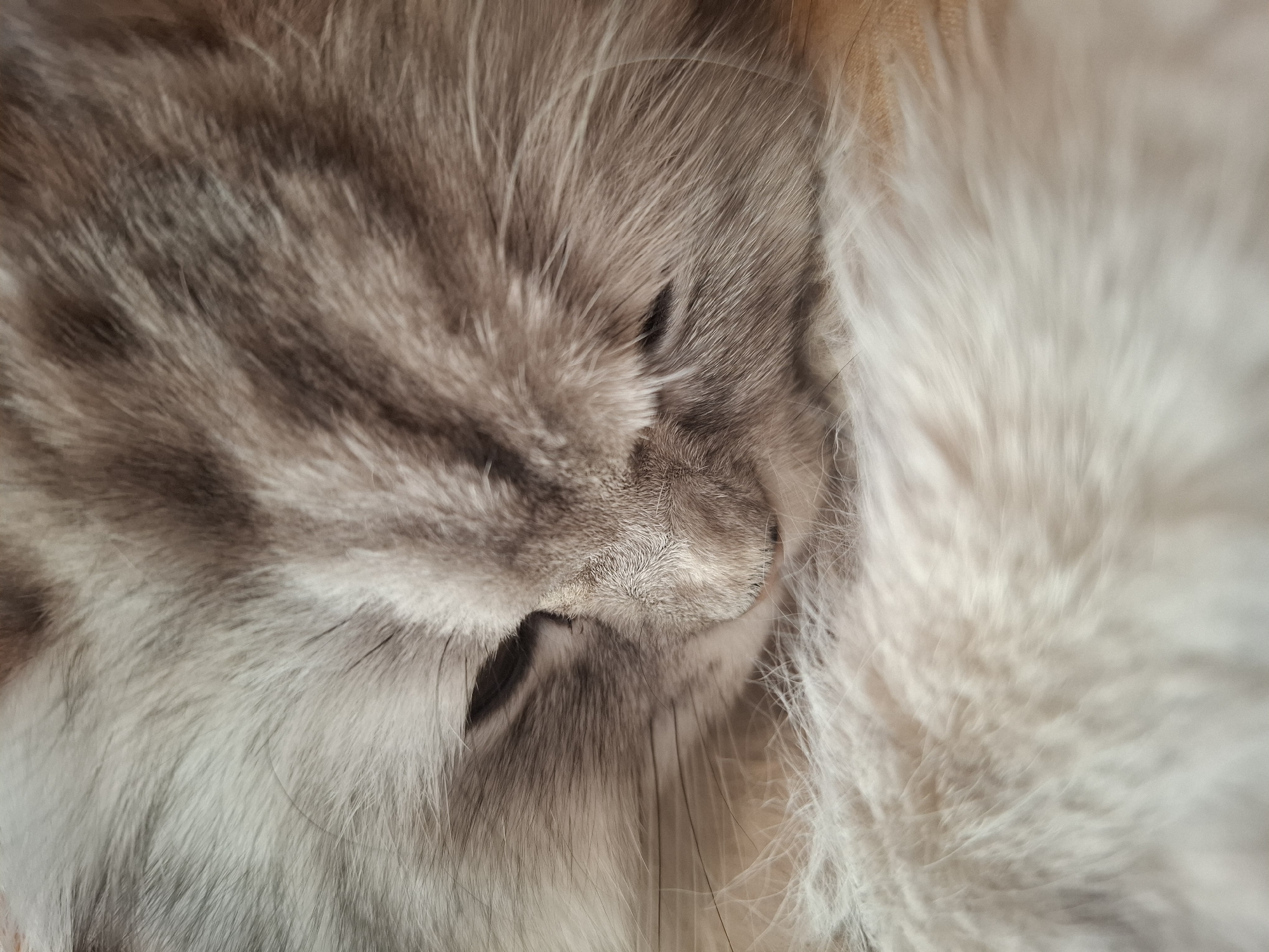 Close-up of a sleeping cat. The cat's face is mostly gray with some white fur. Its eyes are closed. The scene does not appear to be located in Riga, Latvia.