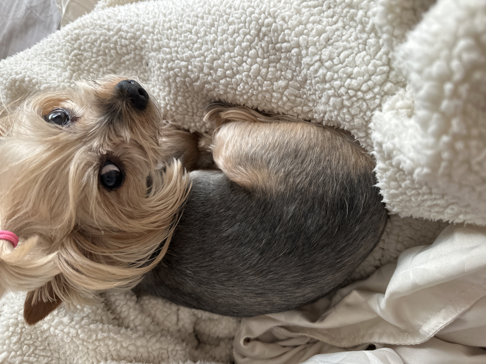 A small, gray and tan Yorkshire Terrier dog is curled up on a light-colored, textured blanket. The dog is facing the camera, with its head tilted upward and its eyes wide. The dog has long, tan hair on its head, which is held back with a pink hair tie. The dog's body is curled into a ball. The background is a white blanket with a textured surface. The scene appears to be indoors.
There is no evidence in the image to suggest it was taken in Sofia, Bulgaria.