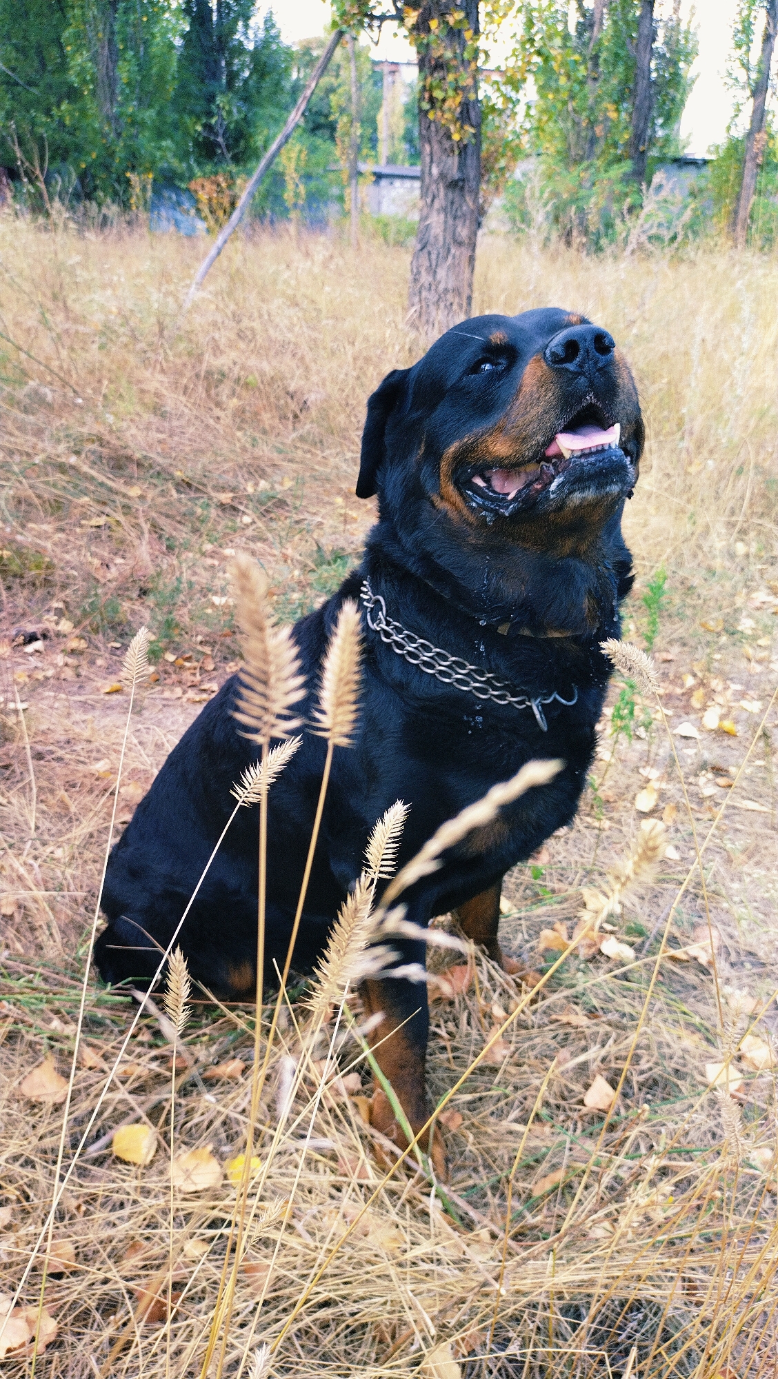 A medium shot captures a Rottweiler dog with a black and tan coat and a silver chain collar, sitting in dry, golden grass. The dog is looking upwards and to the right, with its mouth open and tongue visible. The background consists of trees and foliage, suggesting an outdoor setting. The scene is likely a park or natural area within the city of Horishni Plavni, Ukraine, given the context provided. The lighting is natural, and the overall atmosphere is one of a candid moment.