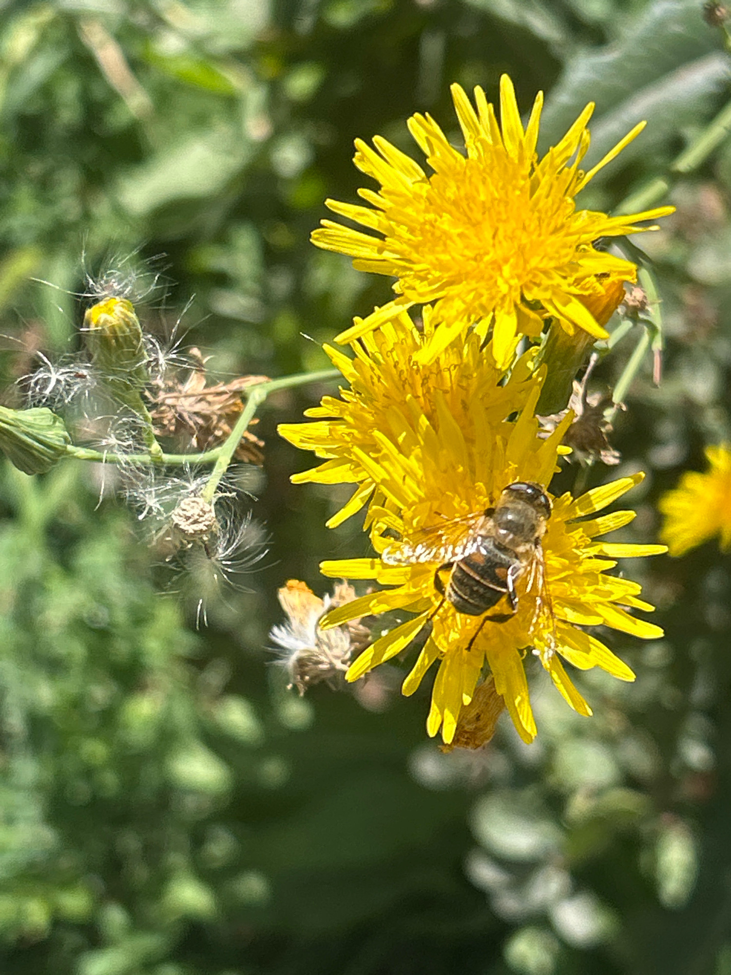 A close-up, eye-level shot captures a bee actively foraging on a yellow wildflower. The bee, with distinct black and yellow stripes, is positioned centrally on the flower's petals, its body angled towards the viewer. The flower is vibrant yellow with numerous thin, elongated petals. In the background, out-of-focus greenery suggests a natural or garden setting, possibly within the city of Almaty, Kazakhstan, where such wildflowers and bees are common in parks and natural areas during warmer months. The lighting indicates it is daytime with sunlight illuminating the subjects.