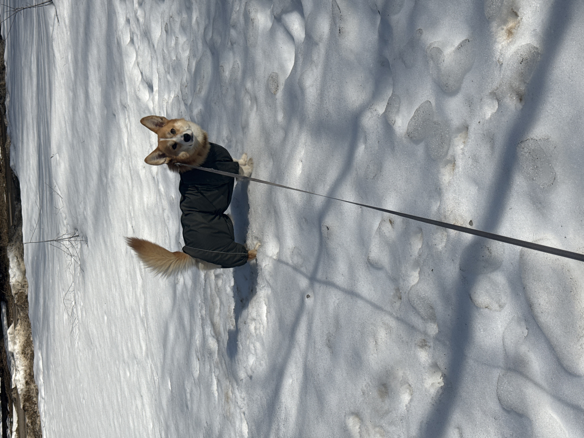 A corgi dog wearing a dark green coat is standing on snow. The dog is looking up towards the viewer and has a leash attached to it. The snow covers the ground and there are shadows visible on the snow surface. A tree is located in the background. The city of Votkinsk, Russia is not discernible in the image.